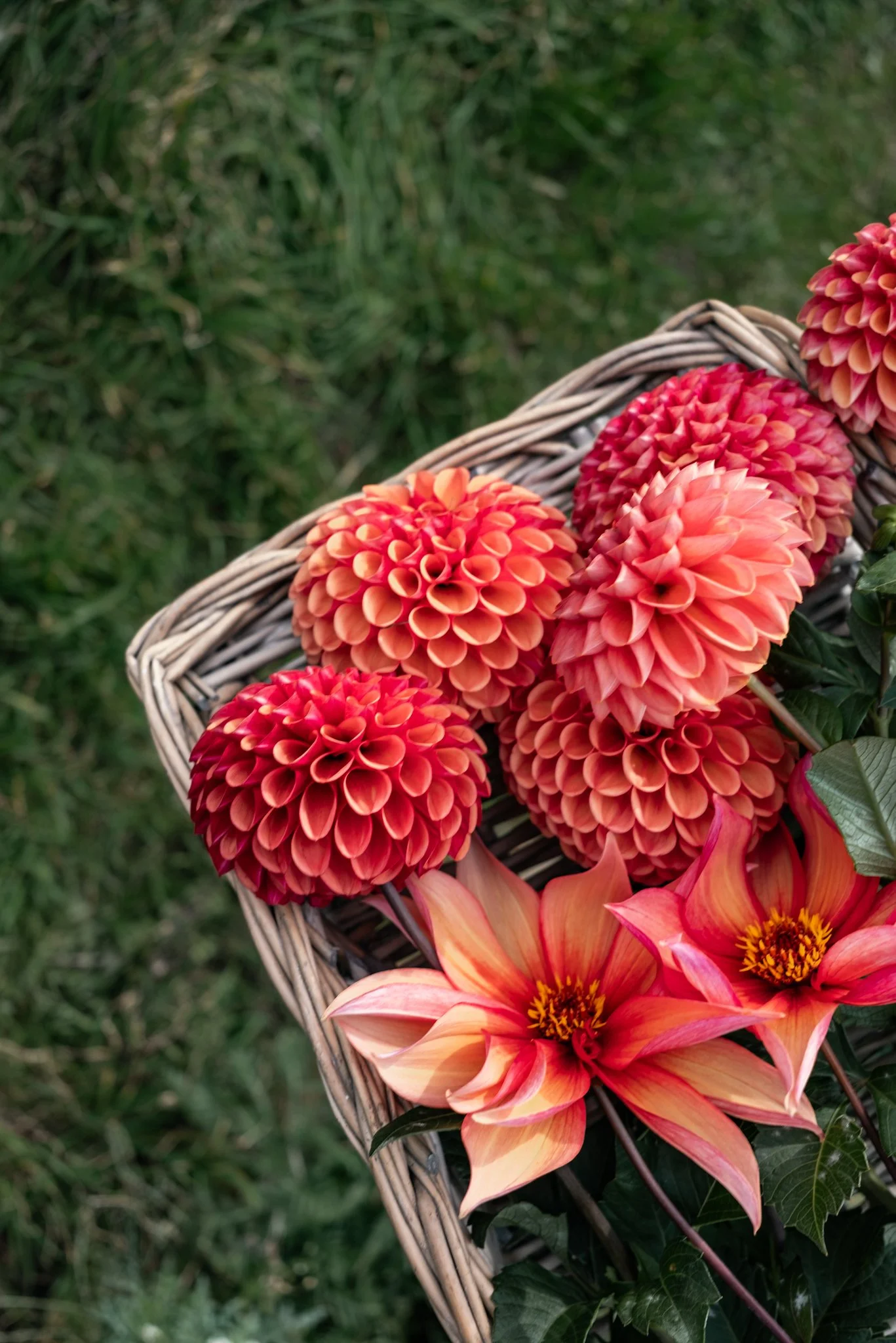 A basket of vibrant red-orange dahlias and orange-red lilies on green grass.