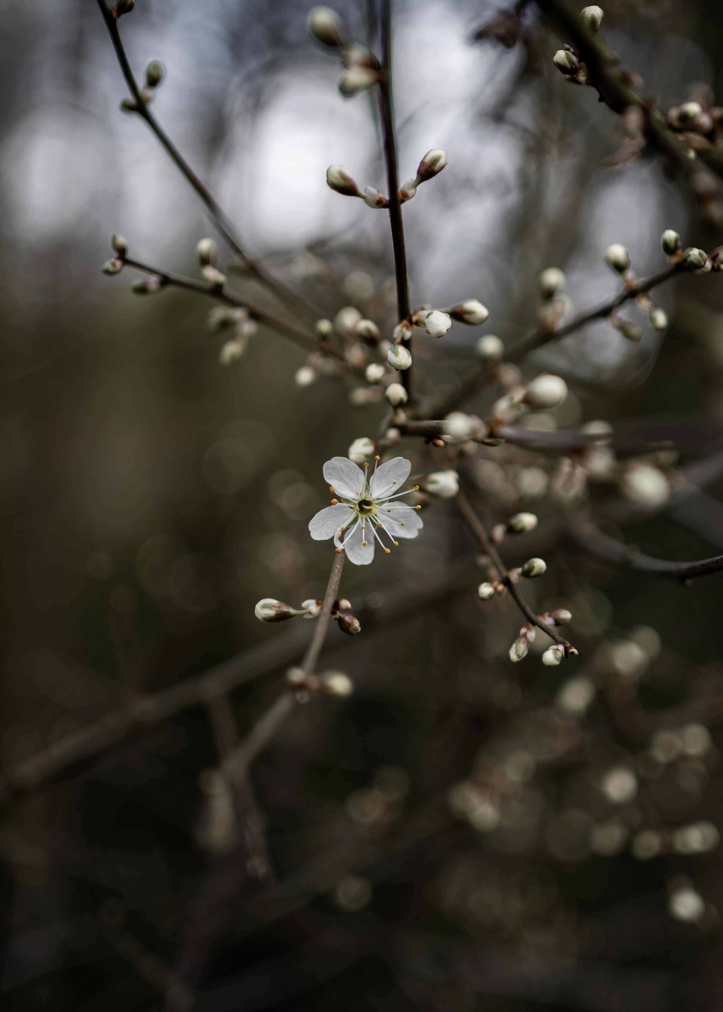 Close-up of a small white flowering tree branch with buds and a single open flower, blurry background.