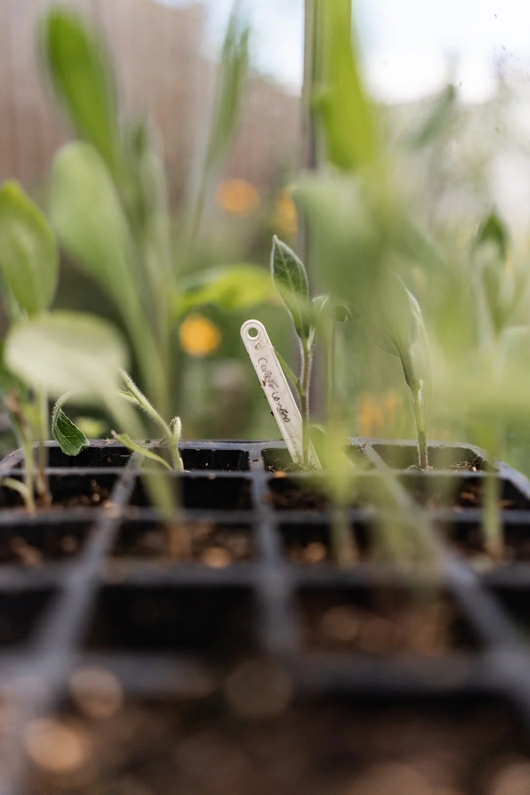 Close-up of young plant seedlings in a black tray with a plant label, through a window.