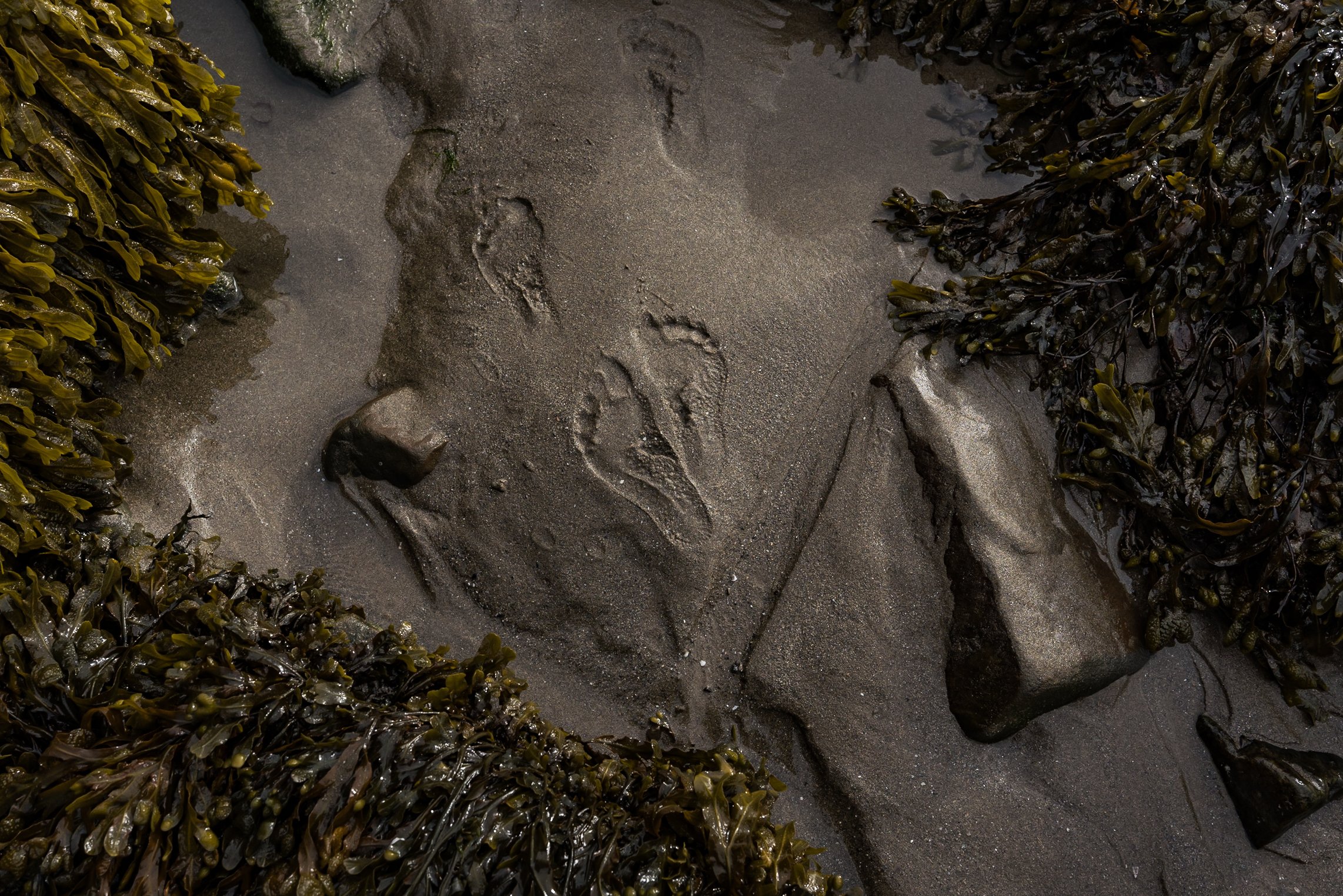 Footprints in the sand surrounded by seaweed and rocks on a beach.