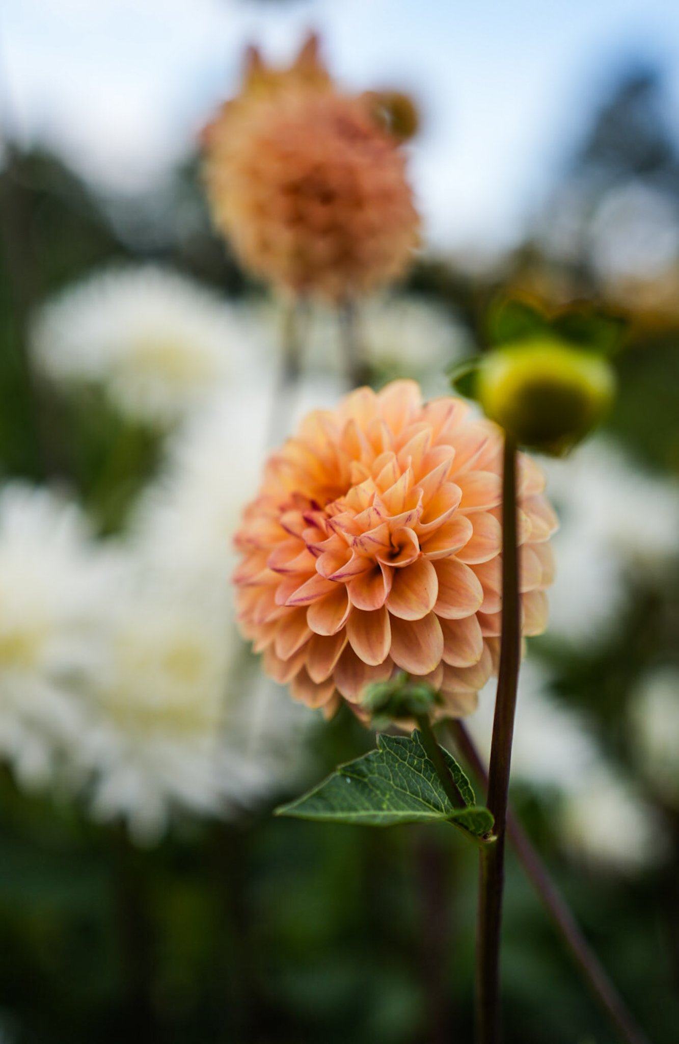 Close-up of a peach-colored dahlia flower in bloom with green leaves and a blurred background.