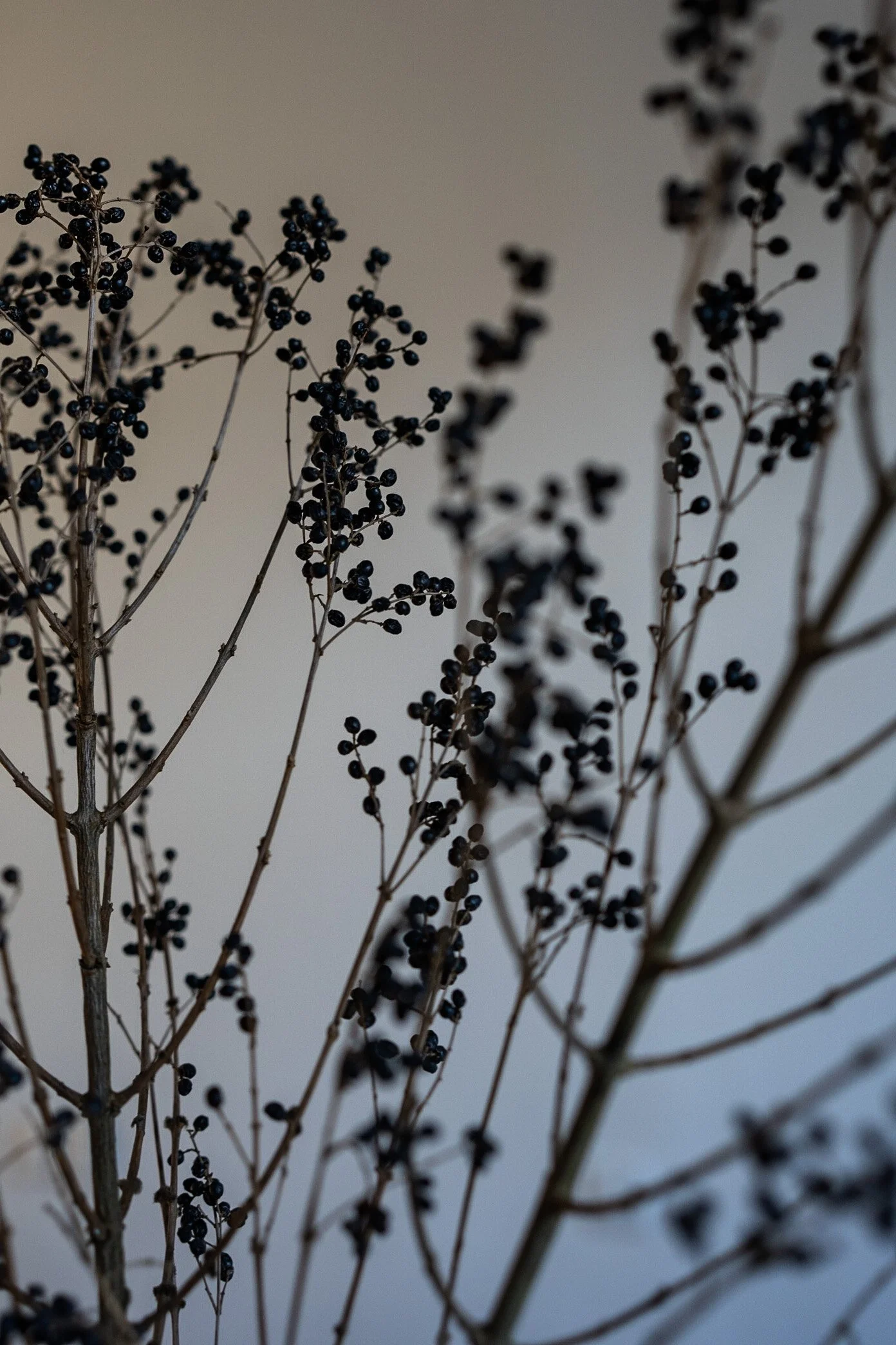 Dry branches with small black berries against a plain background.