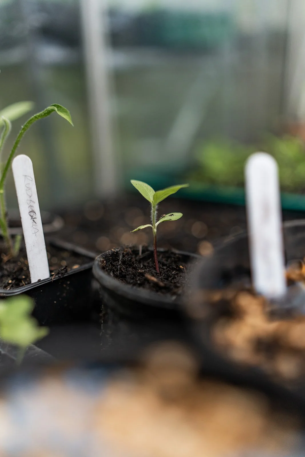 A young seedling plant growing in a small pot with a label nearby, inside a greenhouse or indoor gardening area.