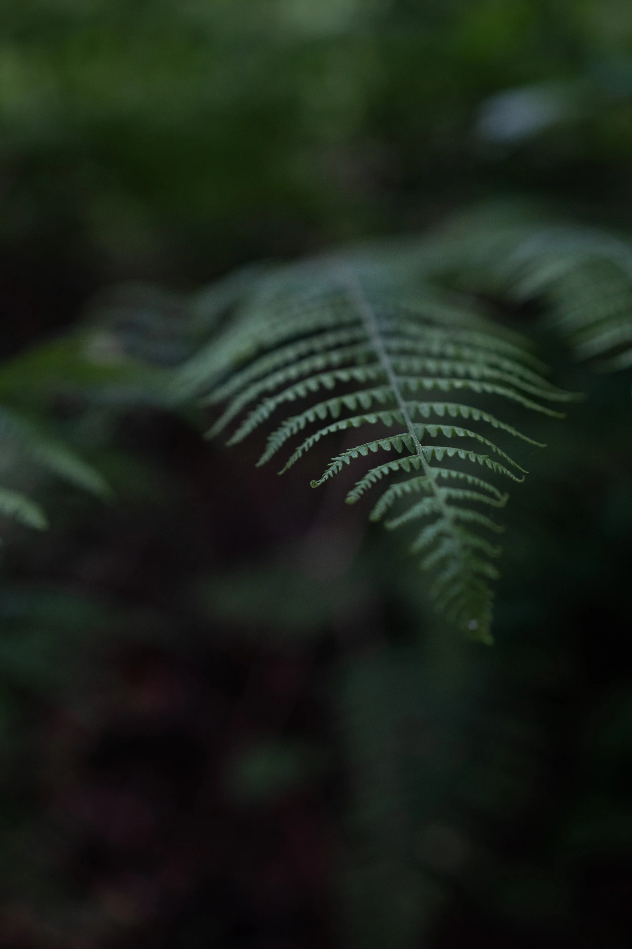 Close-up of a green fern leaf in a dark forest setting.