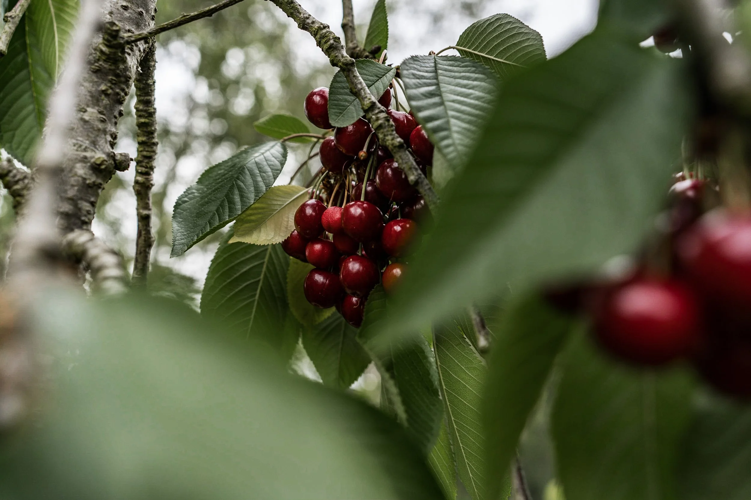 Close-up of a bunch of ripe red cherries hanging from a tree branch surrounded by green leaves.