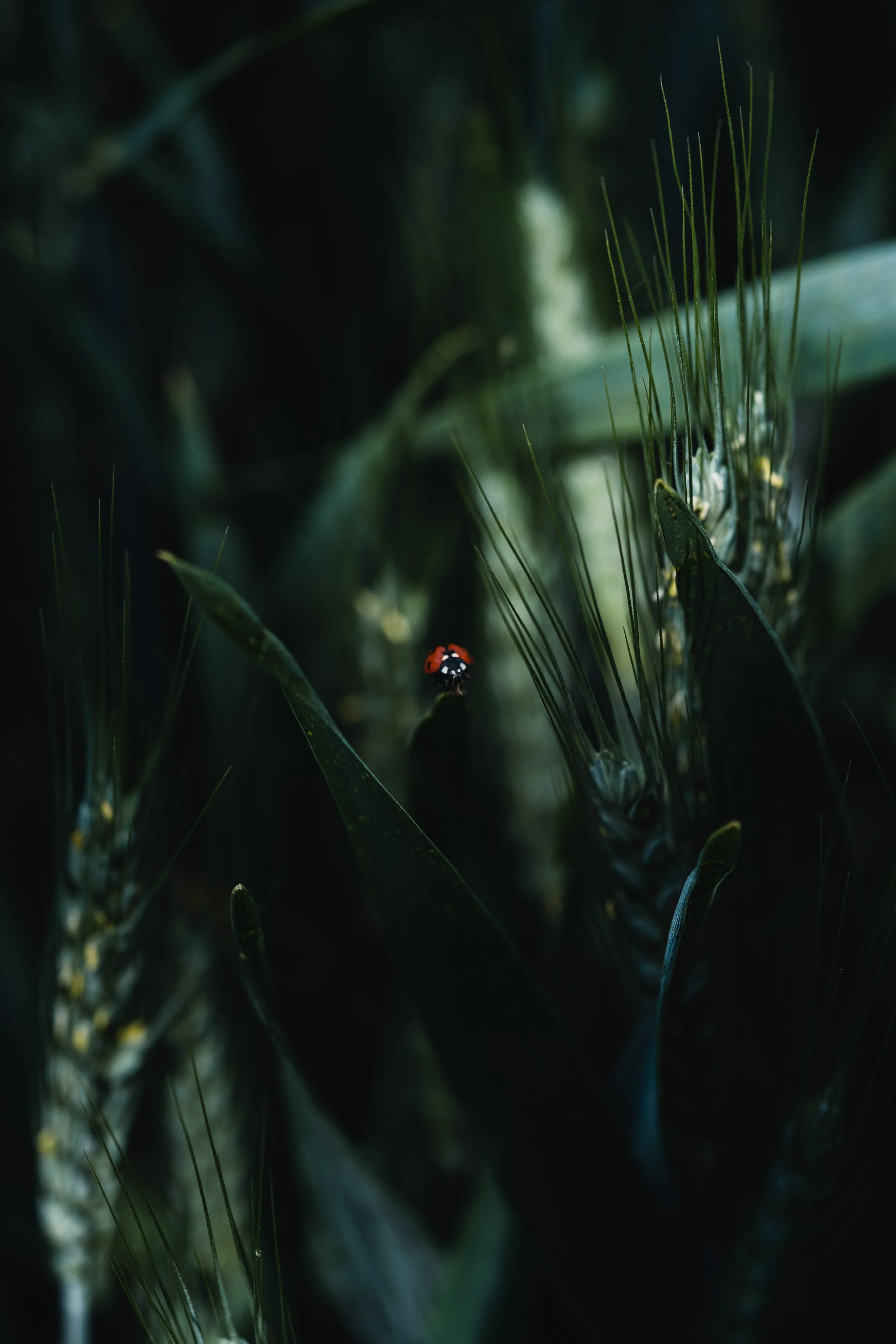 Close-up image of green plants and wheat with a ladybug perched on a leaf in a dark setting.