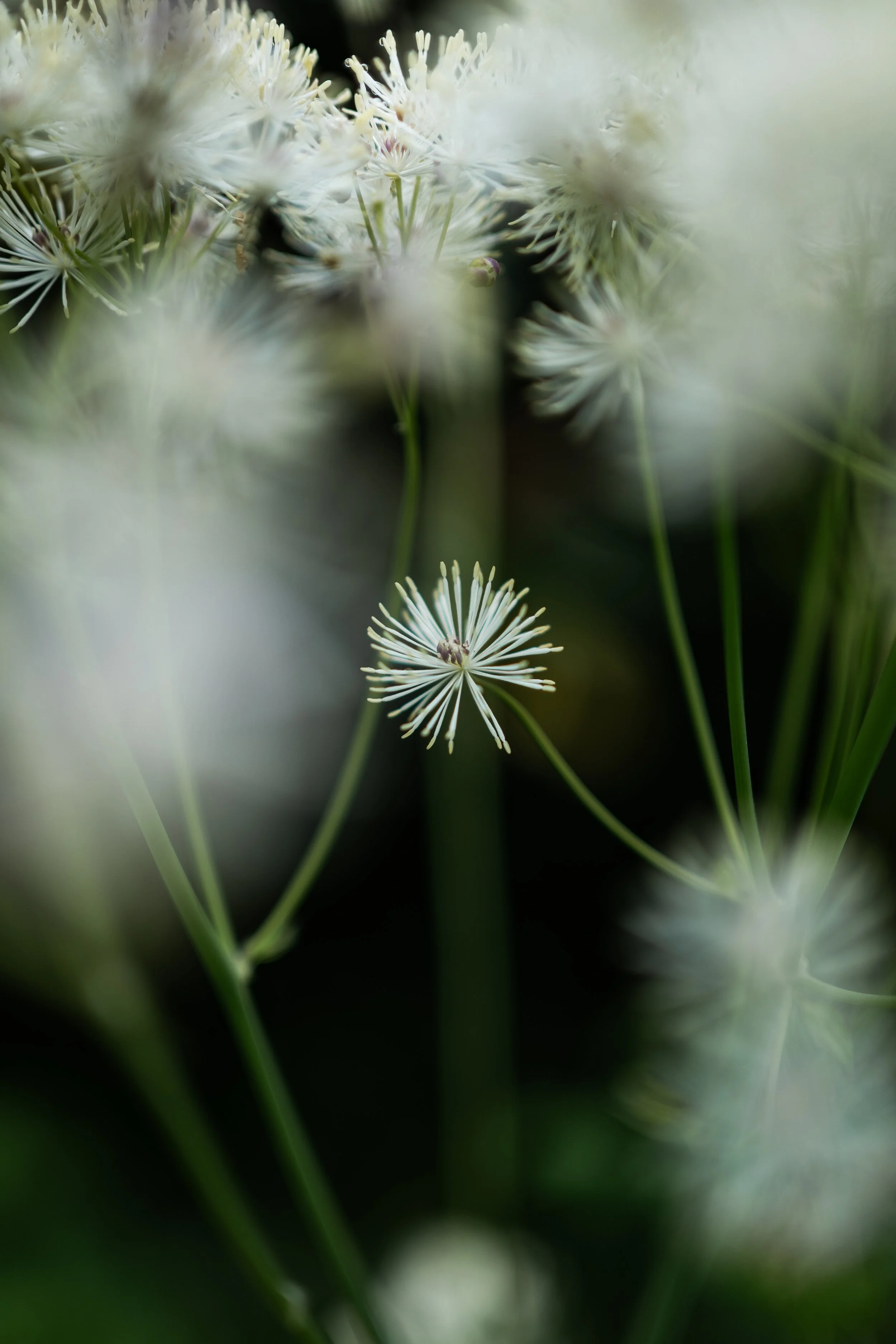 Close-up of white dandelion seed heads
