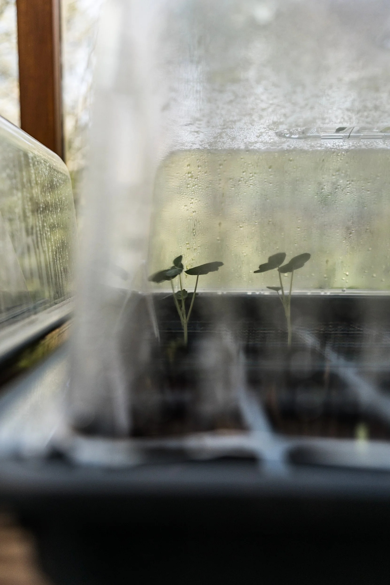 Young seedlings sprouting in a black plastic tray inside a greenhouse with condensation on the plastic cover.