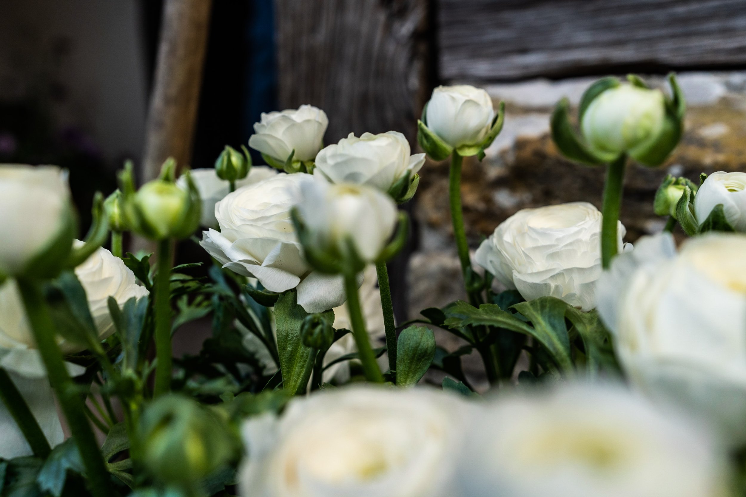 Close-up of white ranunculus flowers with green stems and leaves, partly blurred background of wooden planks.