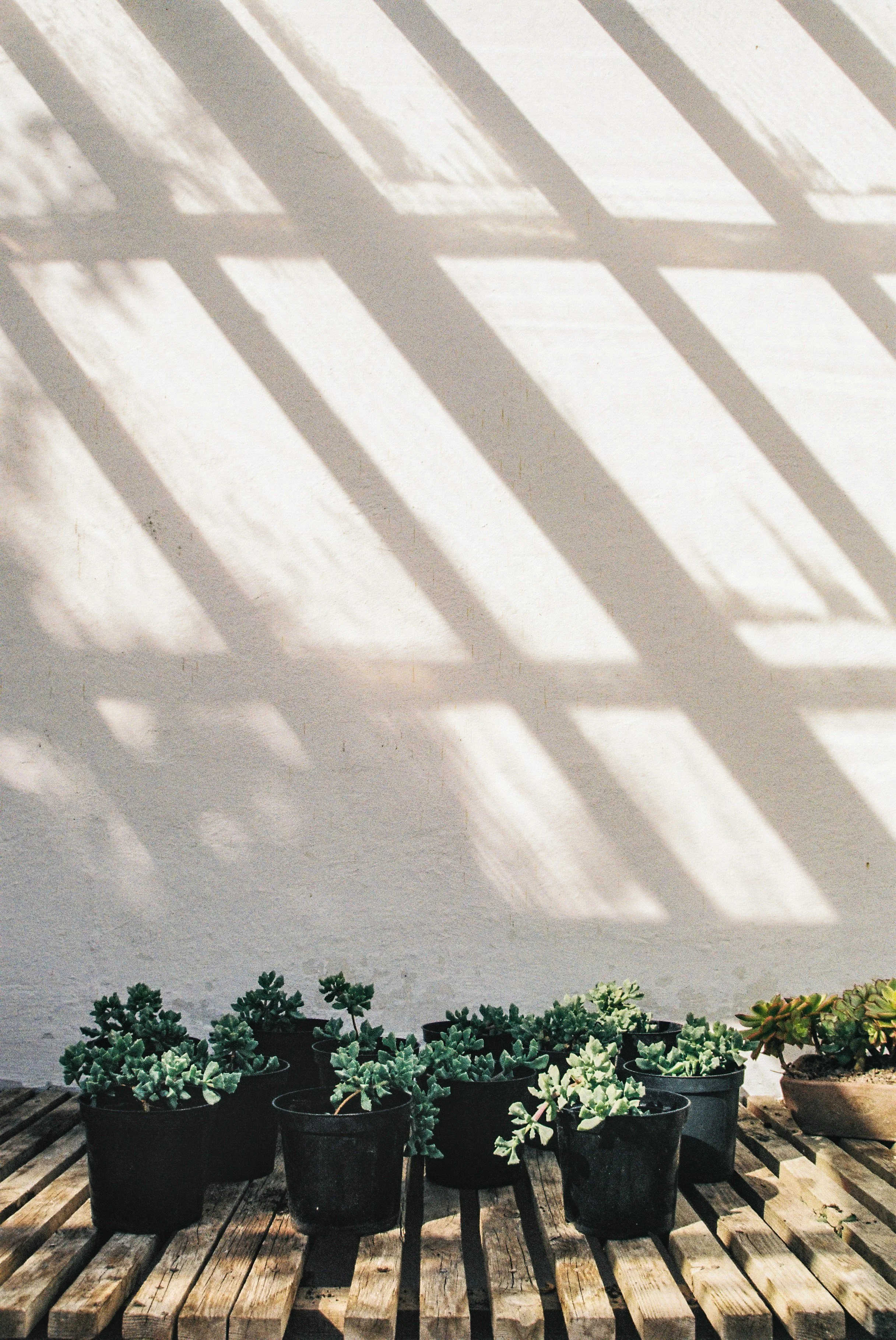 Shadows of a slatted fence creating geometric patterns on a plain white wall, with a row of potted succulents on a wooden surface below.