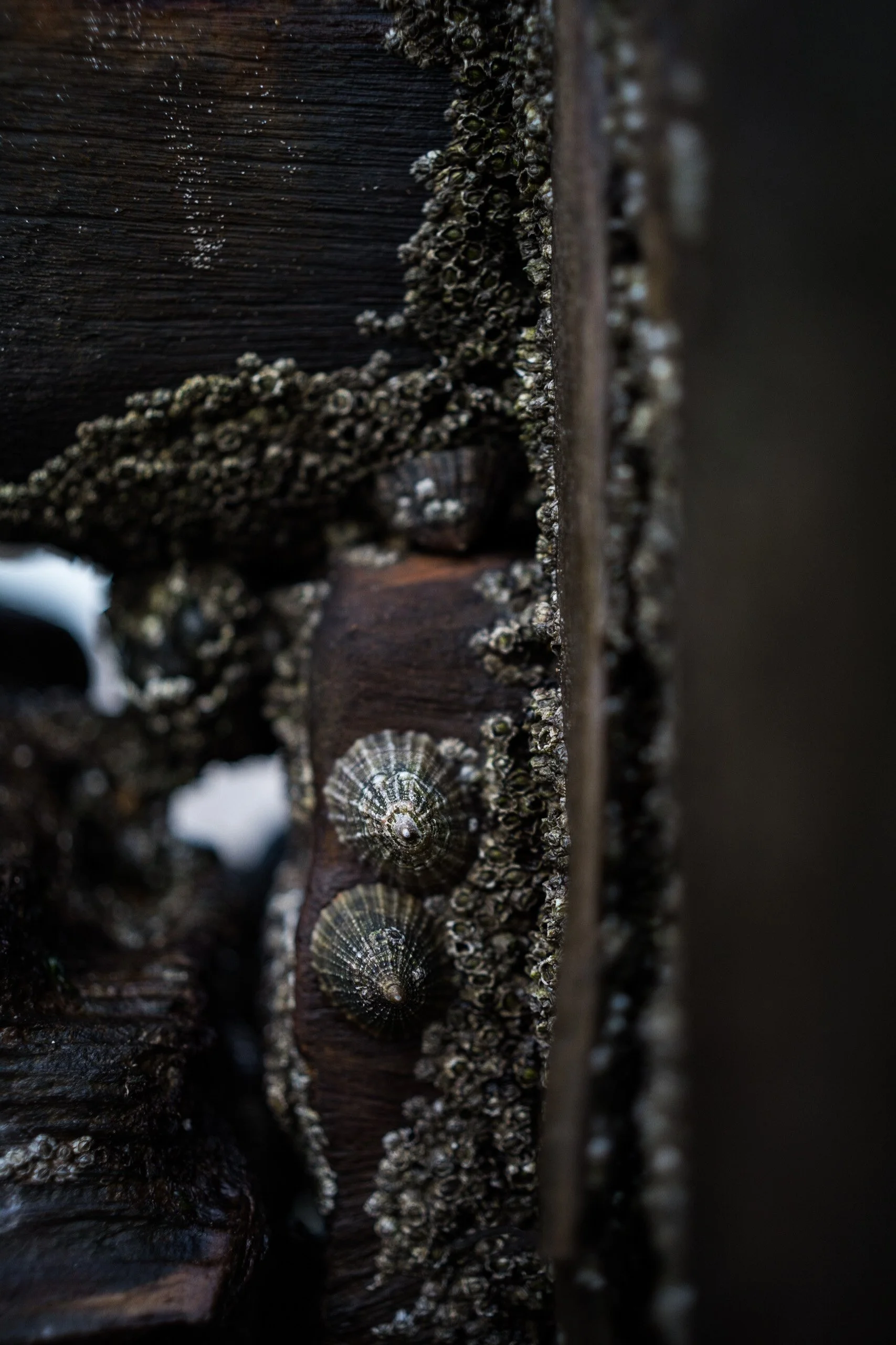 Close-up of a wooden surface with barnacles and a small snail shell attached.