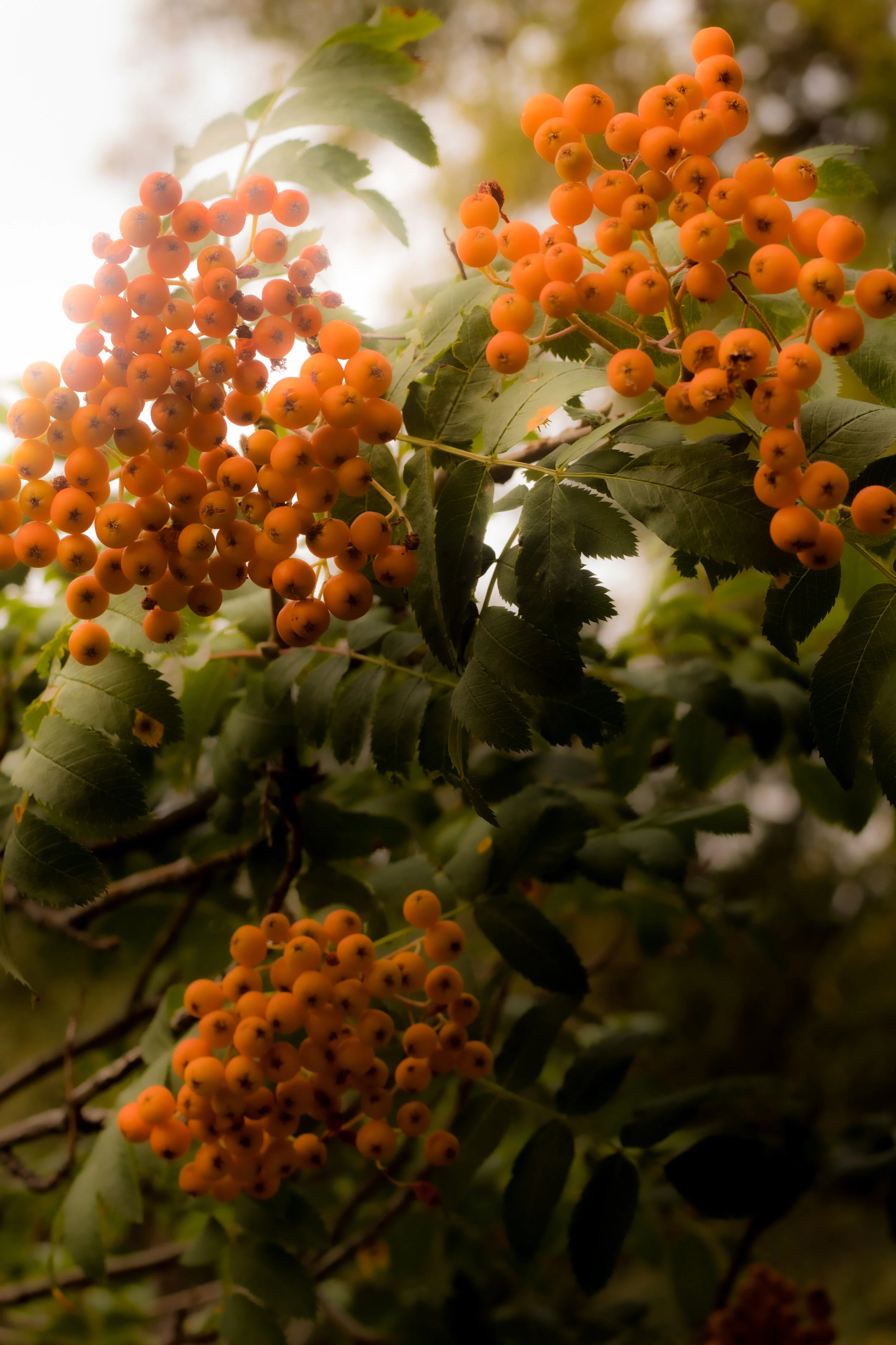 Flora and Fauna Photography