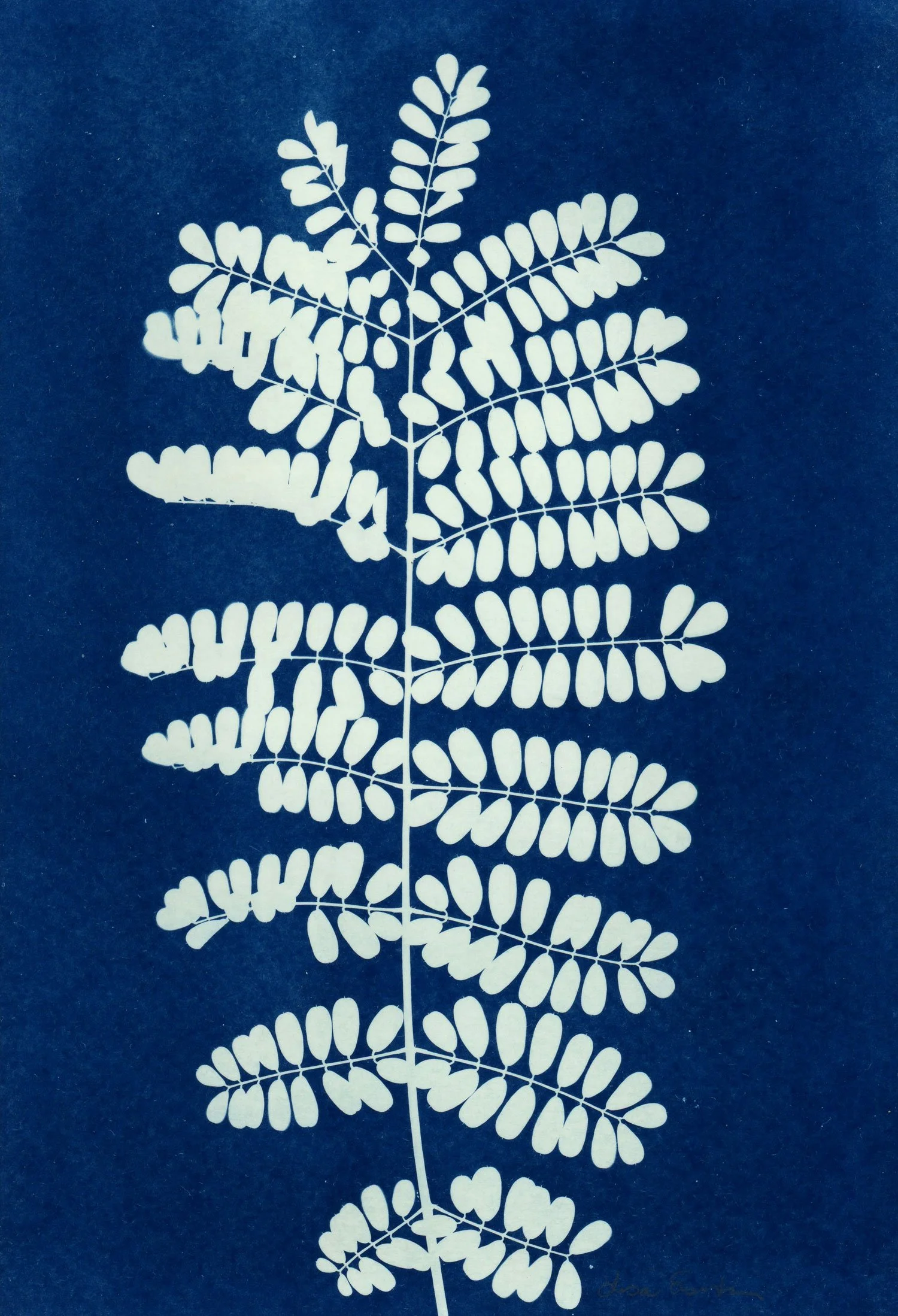 caesalpinia-pulcherrima.jpg