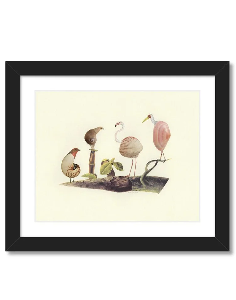 Collage of birds wearing shells