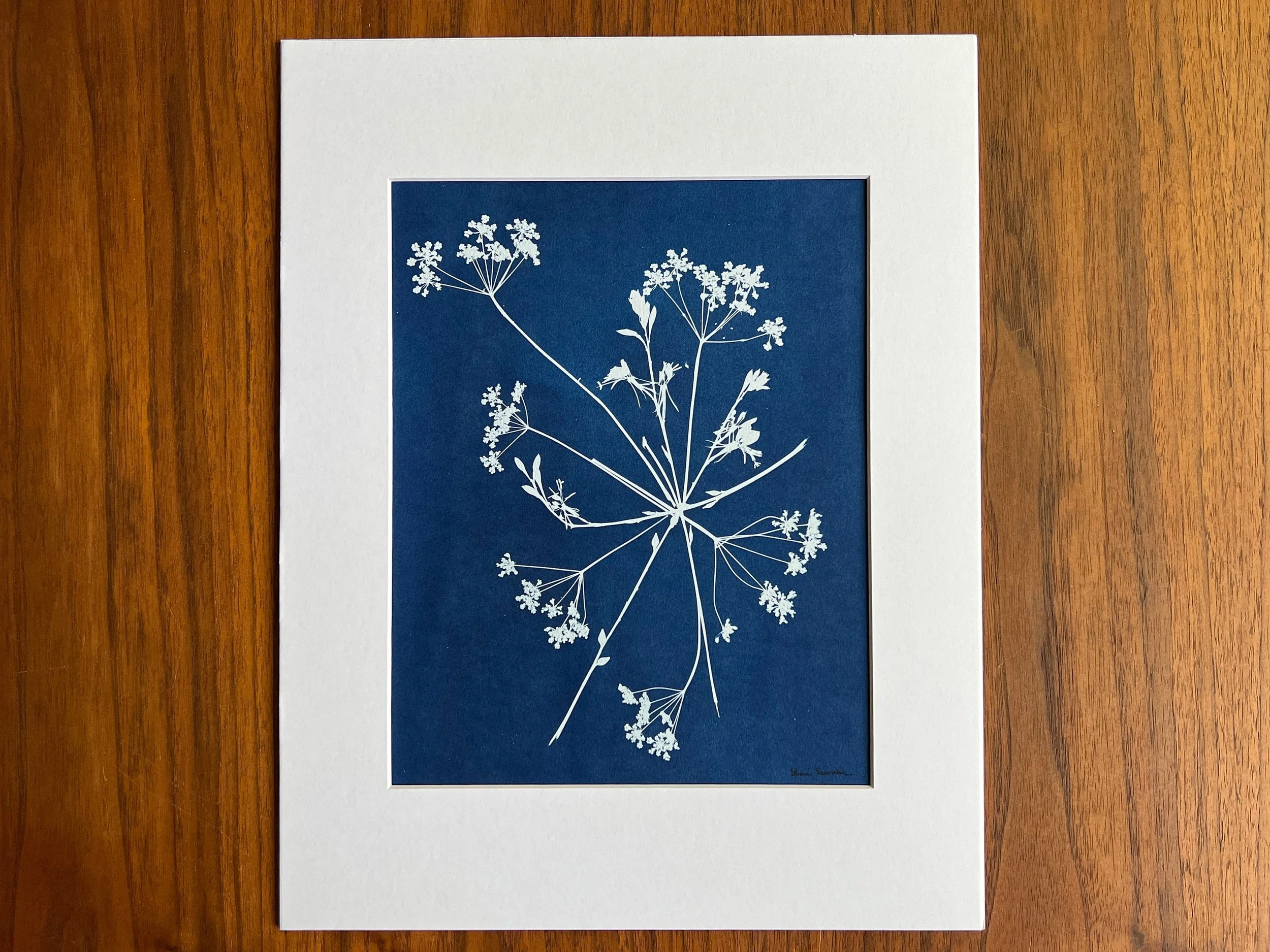 Original cyanotype of late-spring Texas wildflowers.
