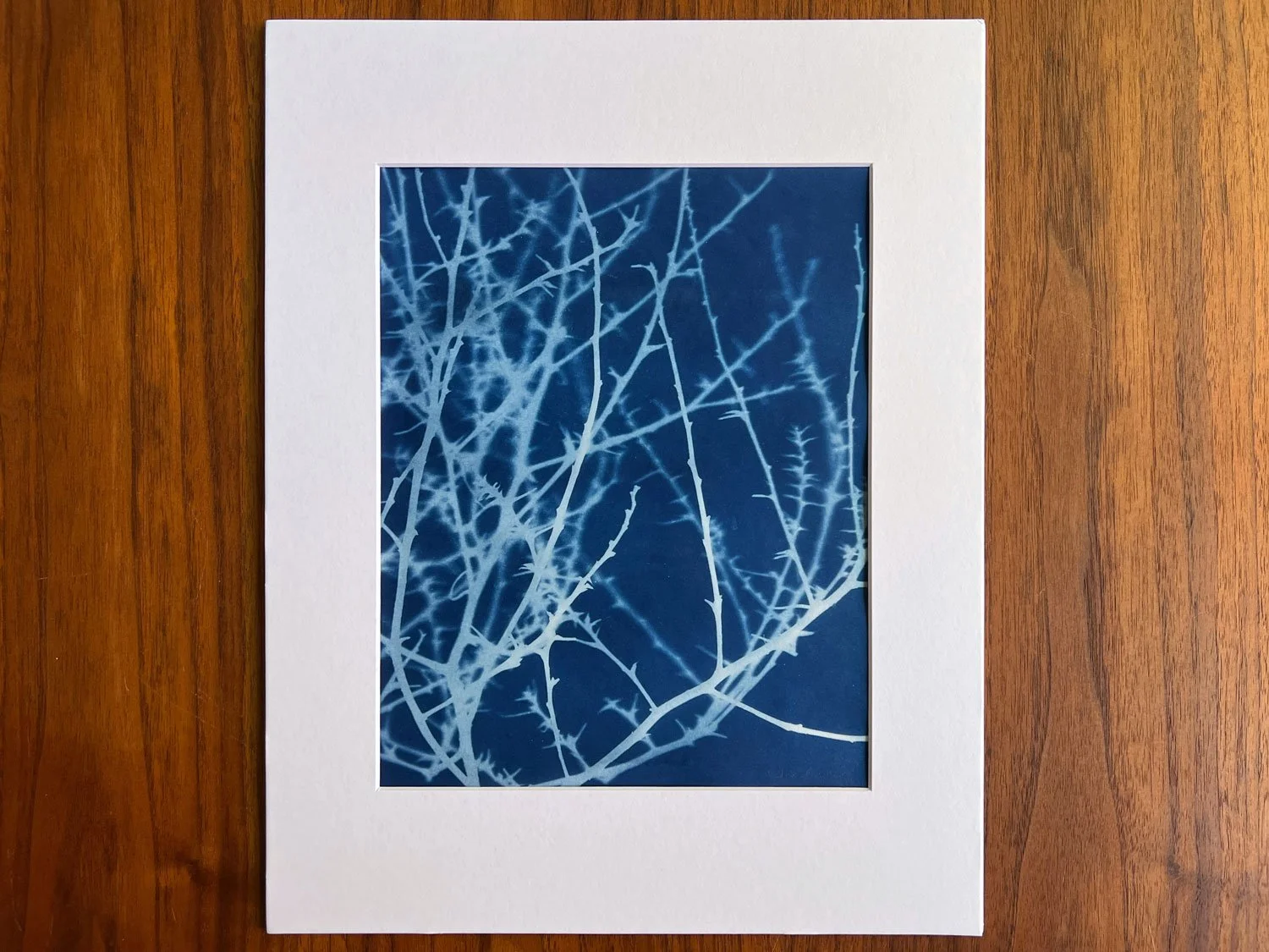Original cyanotype: Tumbleweed