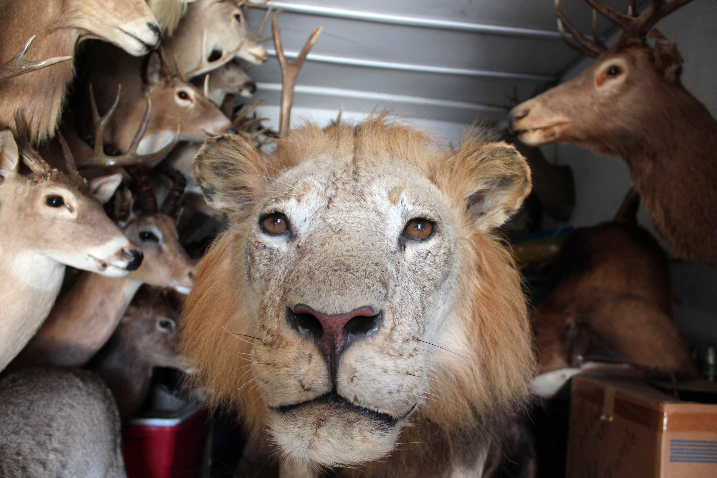 A trailer of taxideremied animals. There is a single lion in the foreground and many deer in the background.
