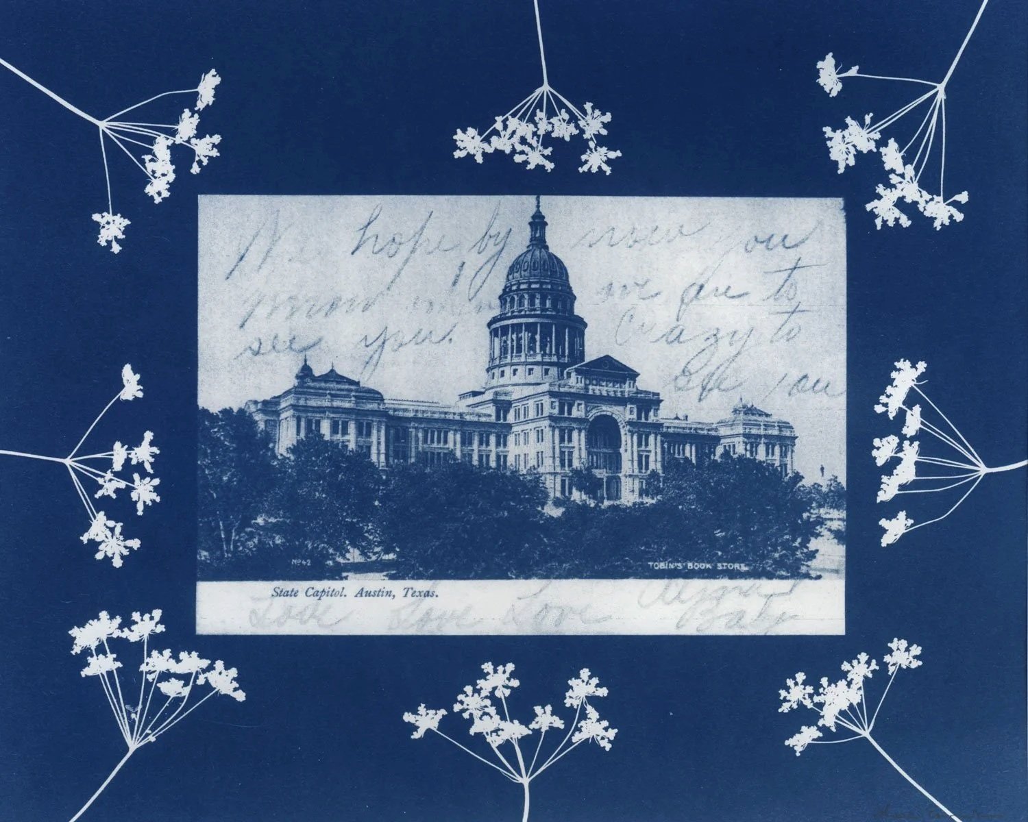 Cyanotype with the a postcard of the Texas state capitol in 1907. It is framed by wildflowers.