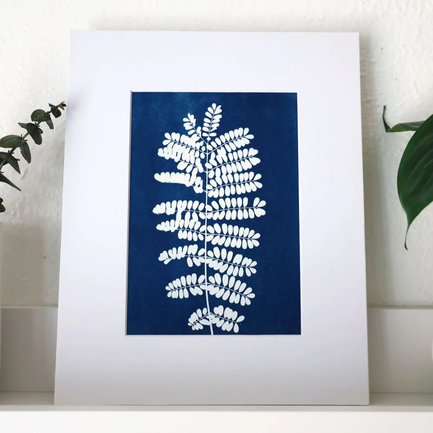 pride-of-barbados-cyanotype.jpg