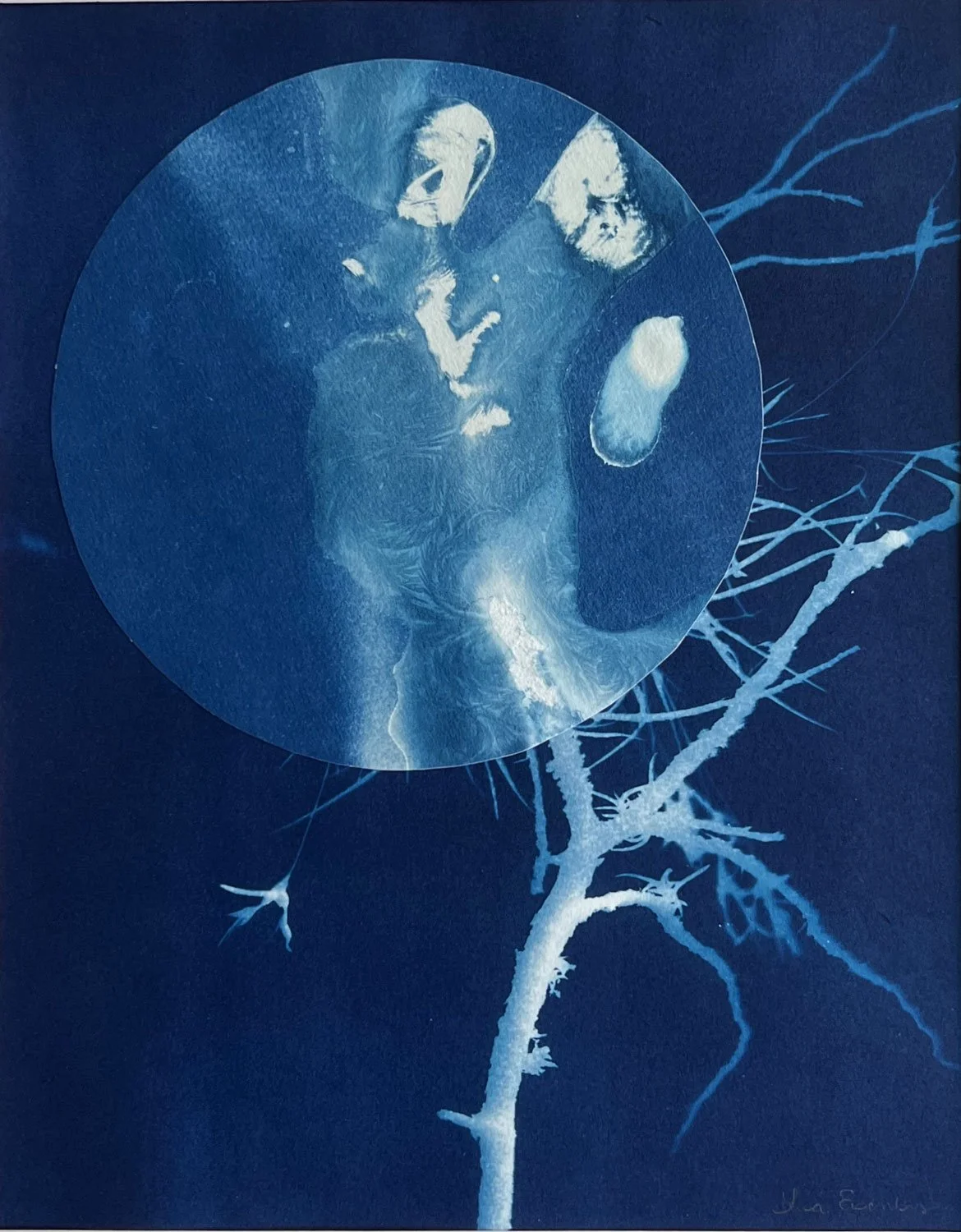 planet-tree-cyanotype-2.jpg