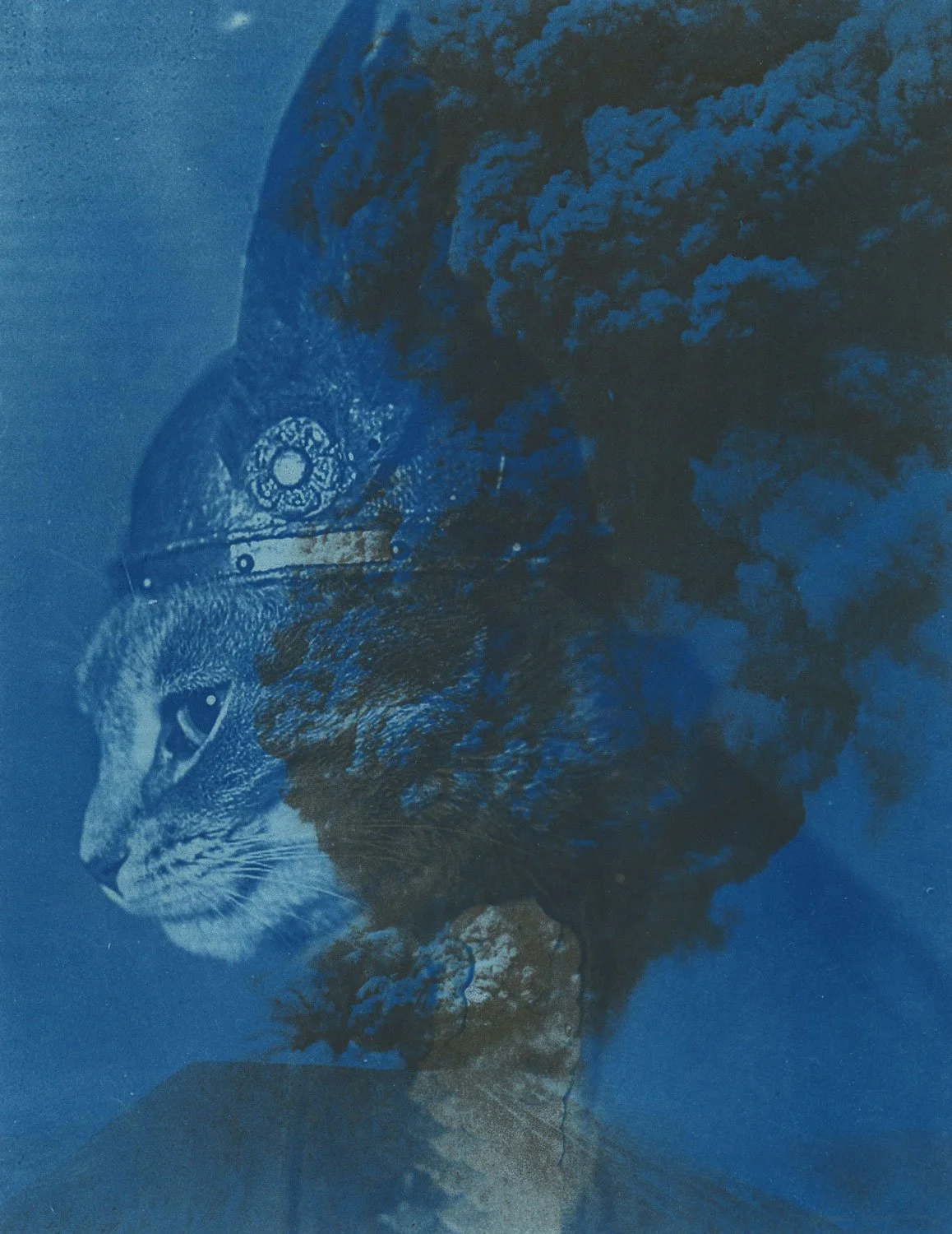 cat-viking-cyanotype.jpg