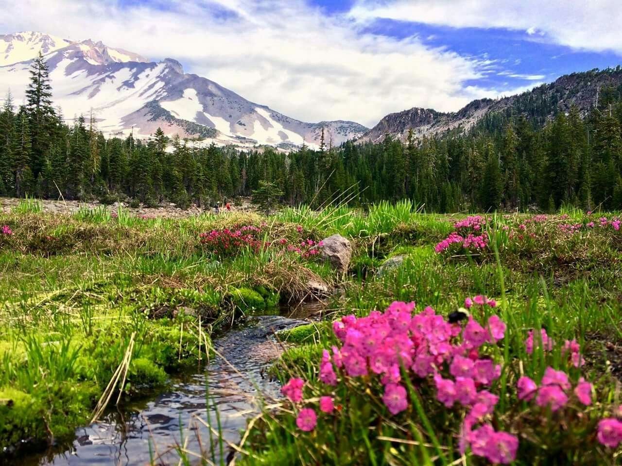 panther-meadow-with-stream-flowers.jpeg