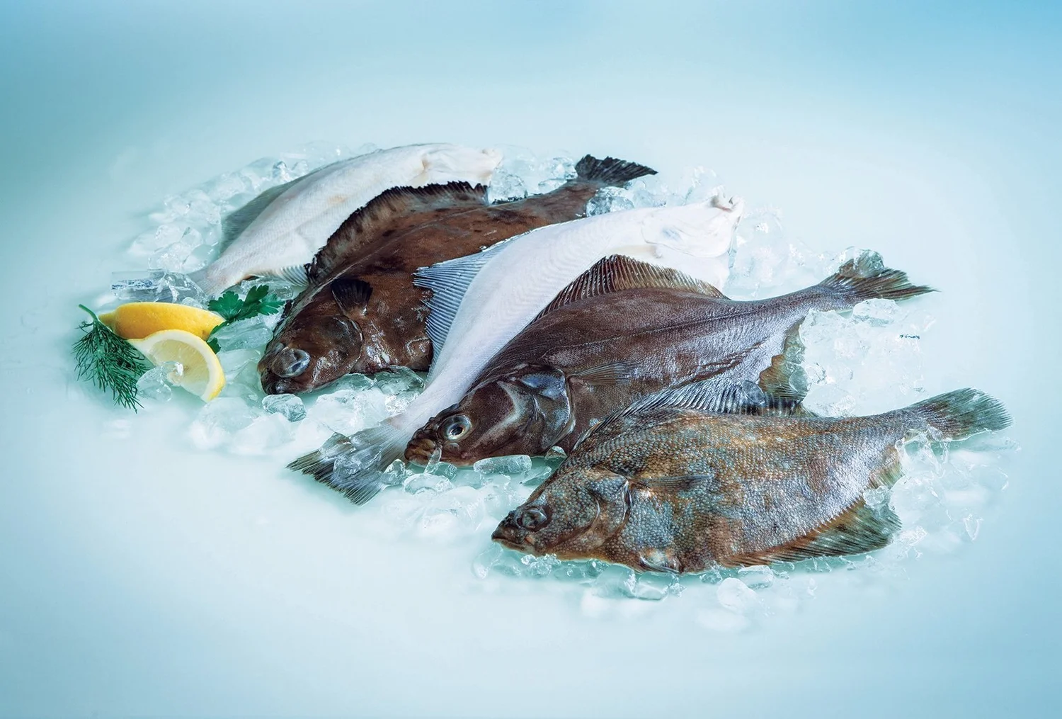 FLATFISH NDS