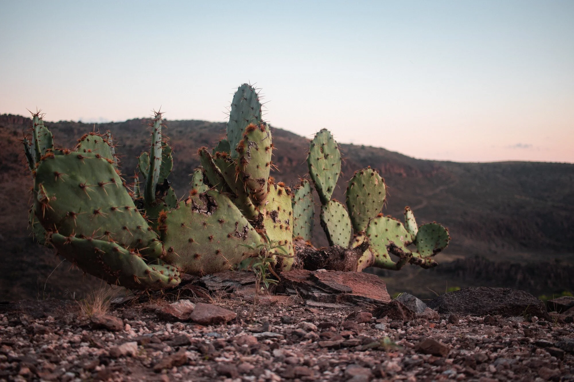 Plant-Life-010.jpg