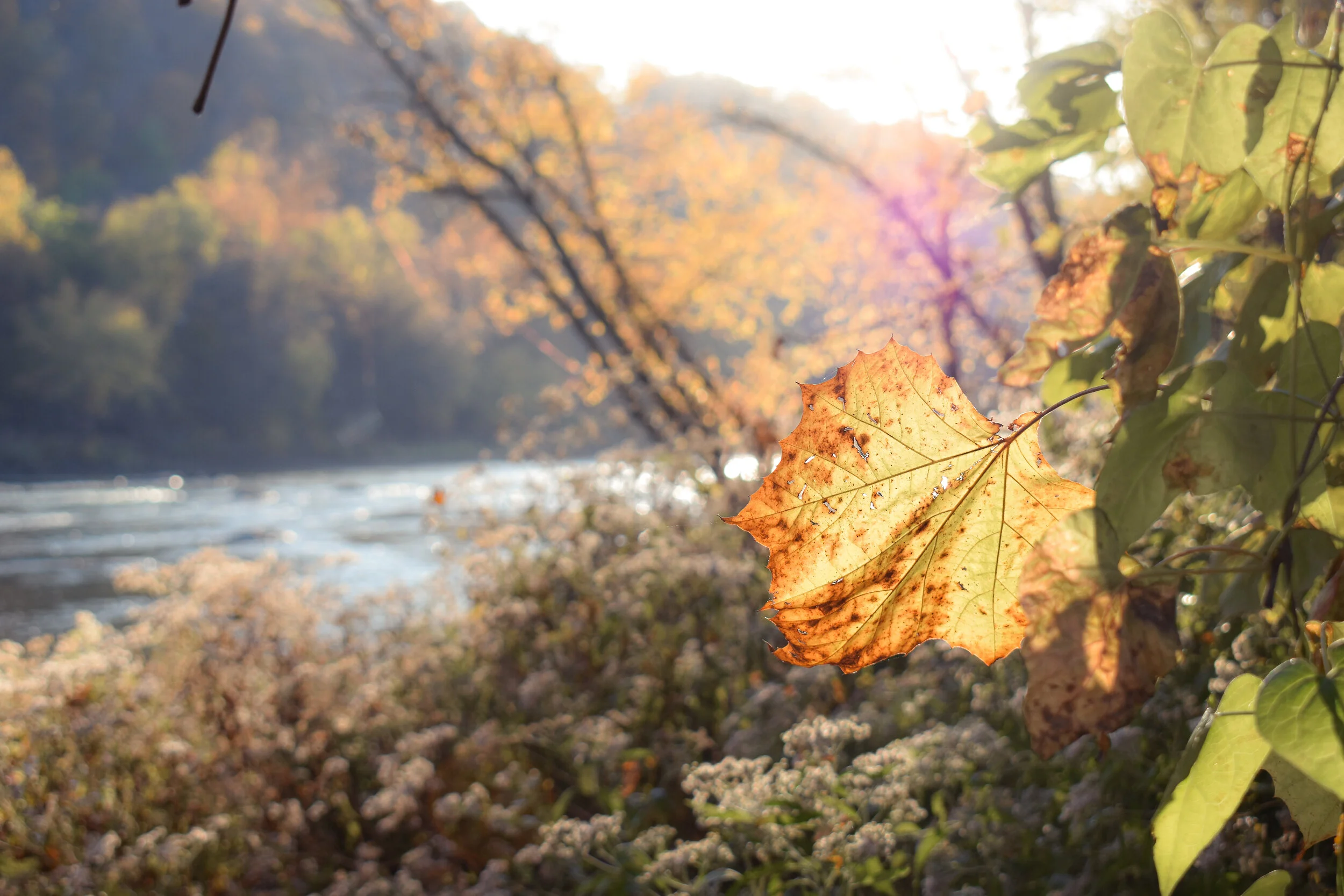 vecteezy_a-close-up-of-autumn-leaves_1759263.jpg