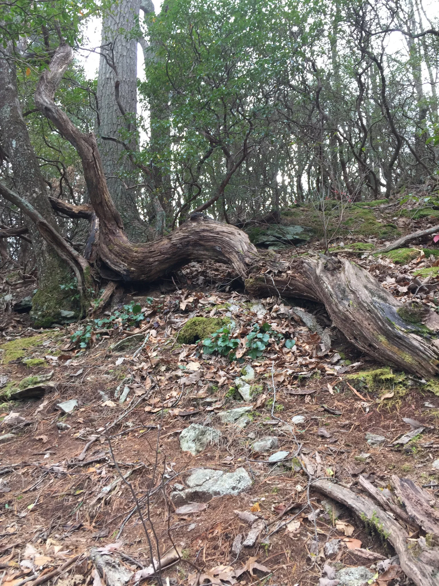 Book Review: Even As We Breathe by Annette Saunooke Clapsaddle