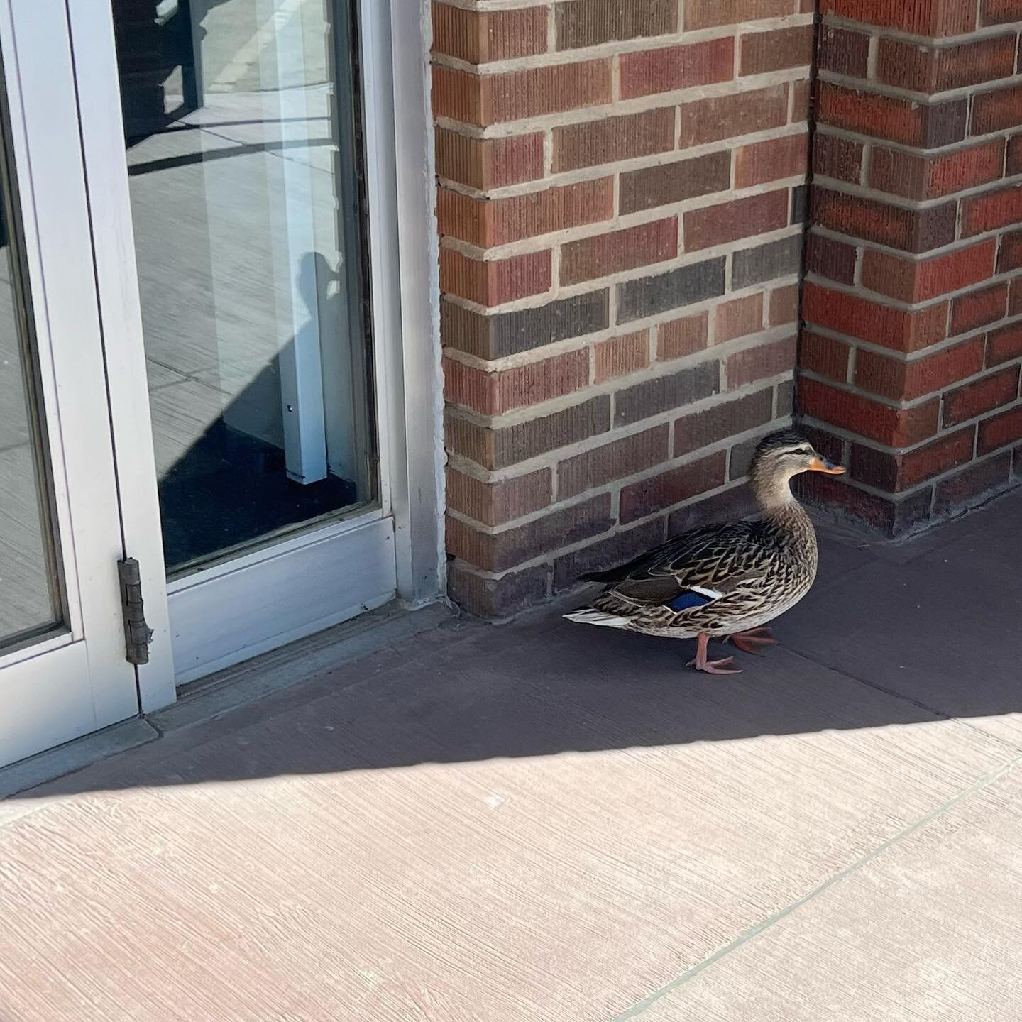 I&rsquo;m not sure, I&rsquo;ll have to verify to be certain, but I don&rsquo;t believe @leduc.cowork said my coworkers would have so much duckin&rsquo; attitude!  #cowork #crativesolutions #leduc #wetaskiwin