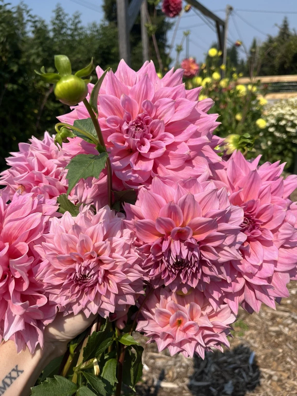 Freshly cut pink dahlias in the Campeau Farms flower garden.