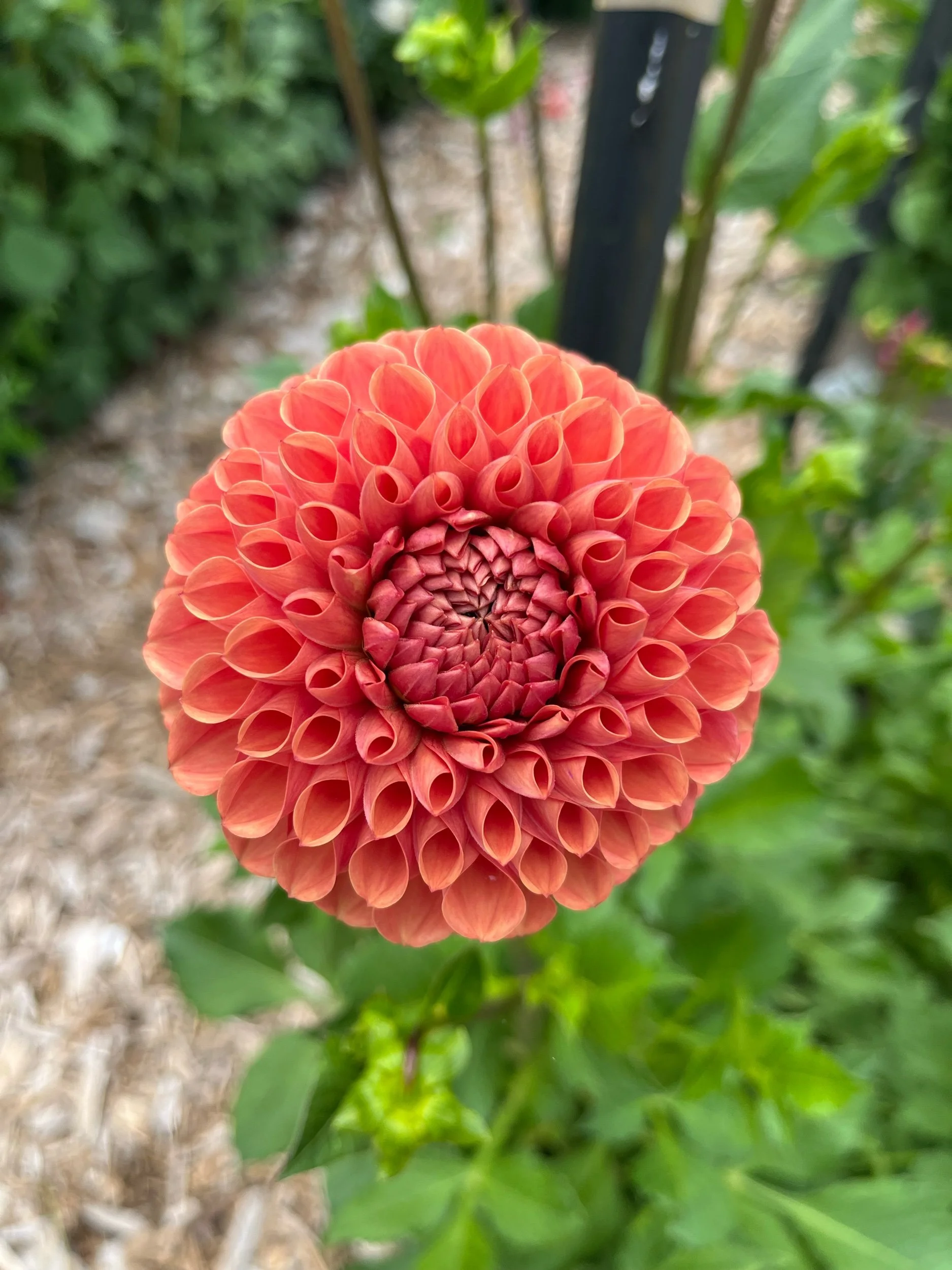 Levi's Fiery Plum