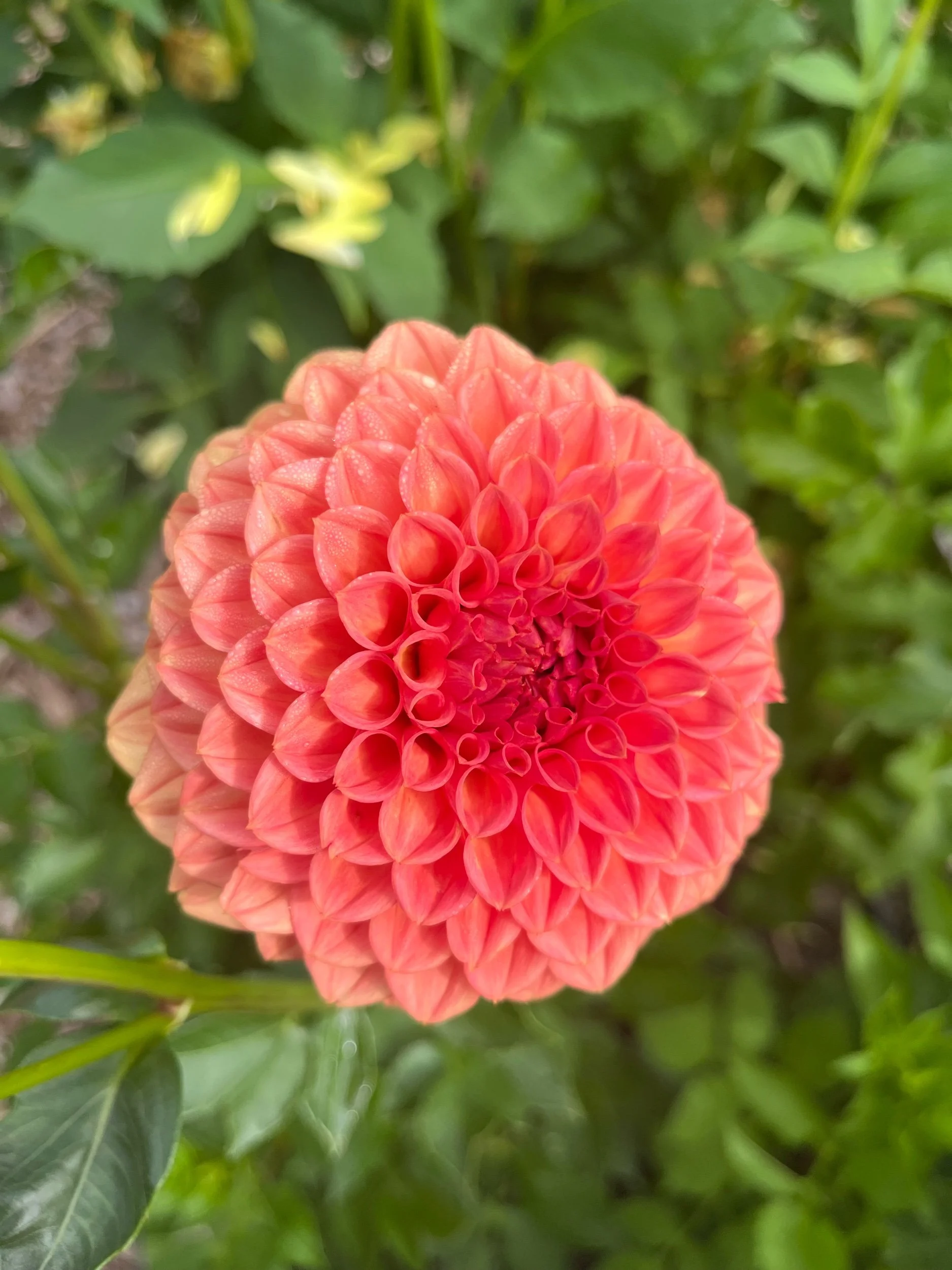 Ferncliff Apricot