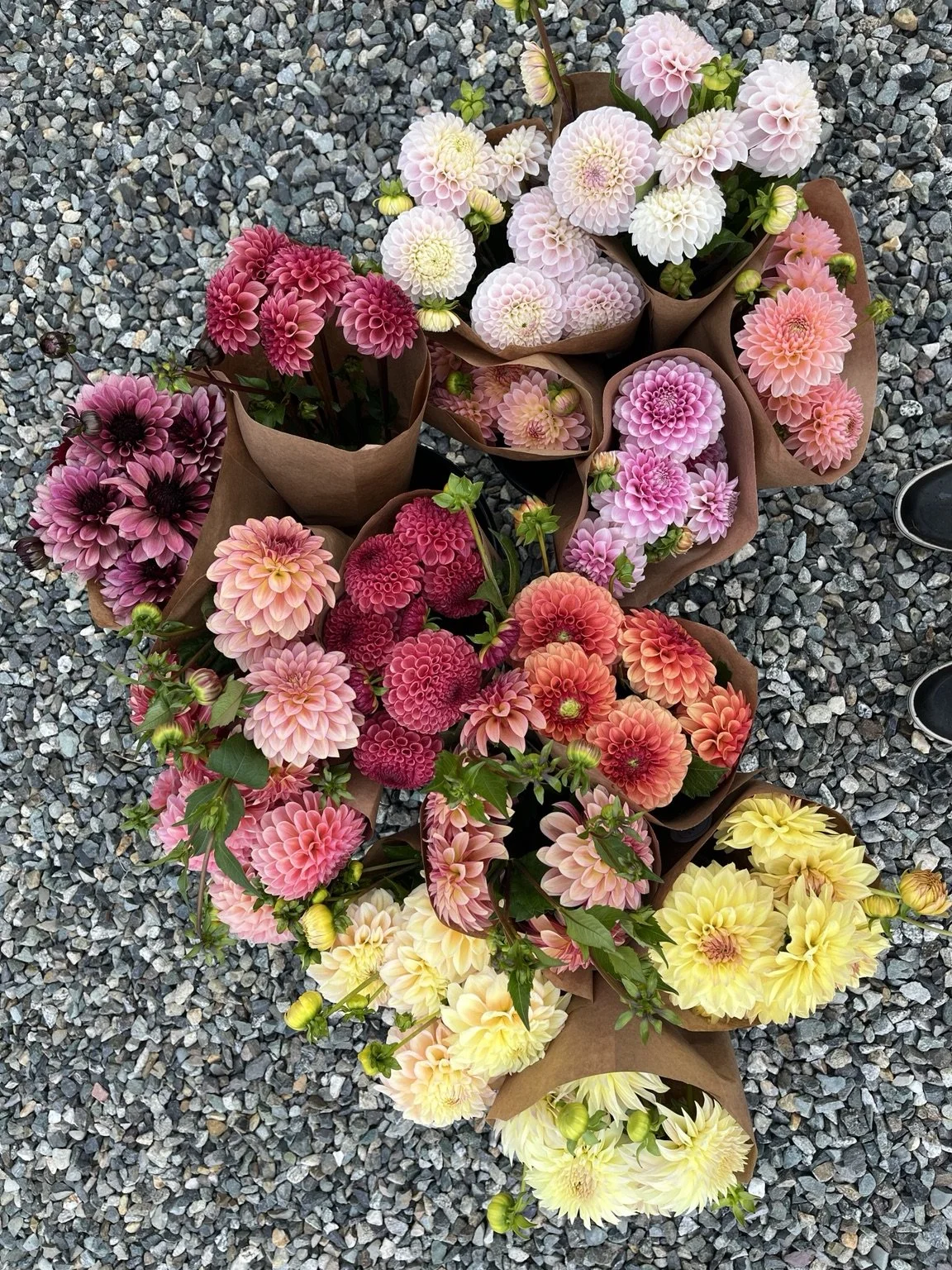 Paper-wrapped dahlia bouquets in pink, coral, burgundy and yellow.