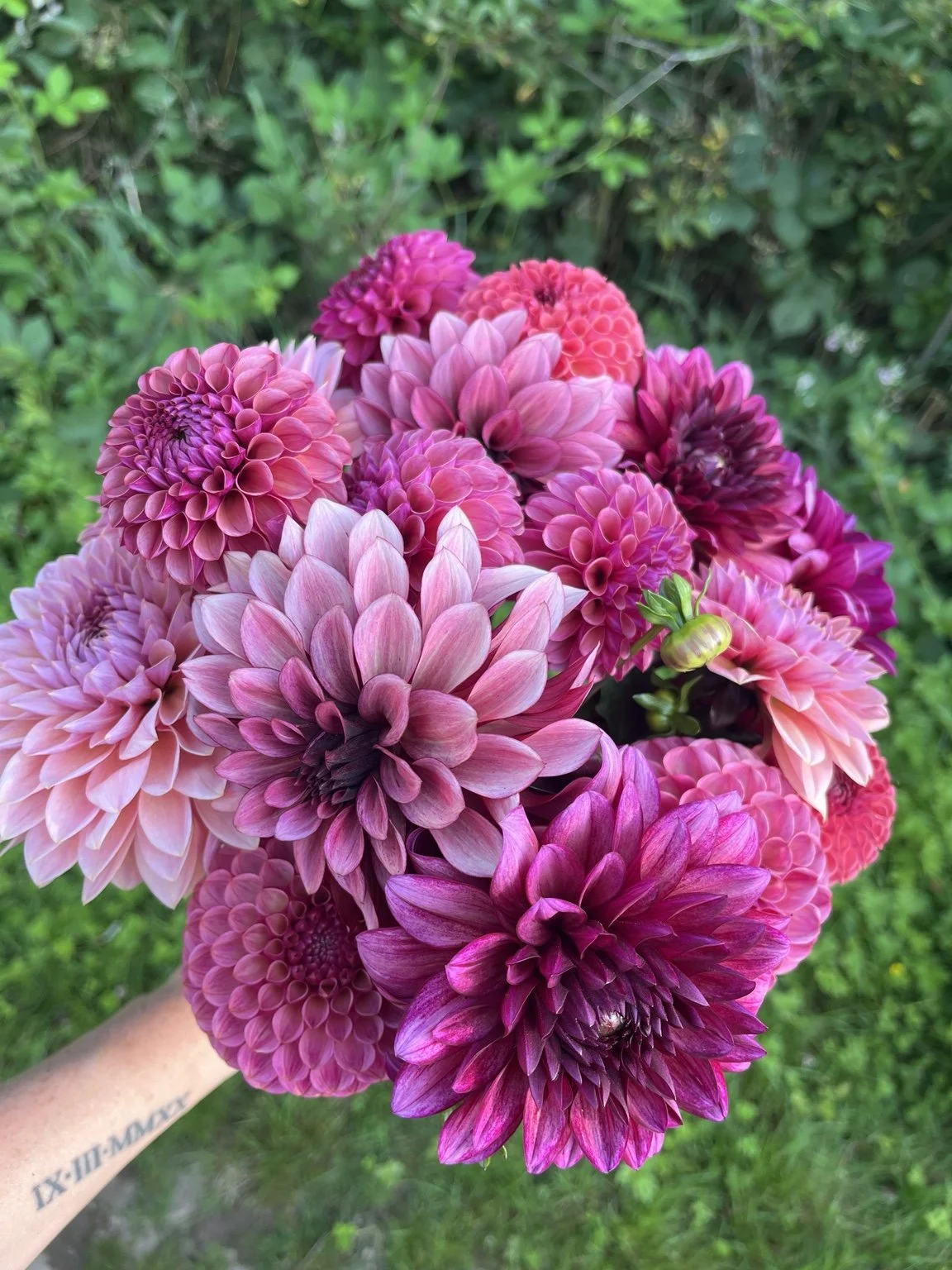 Pink, mauve and purple dahlias gathered at Campeau Farms.