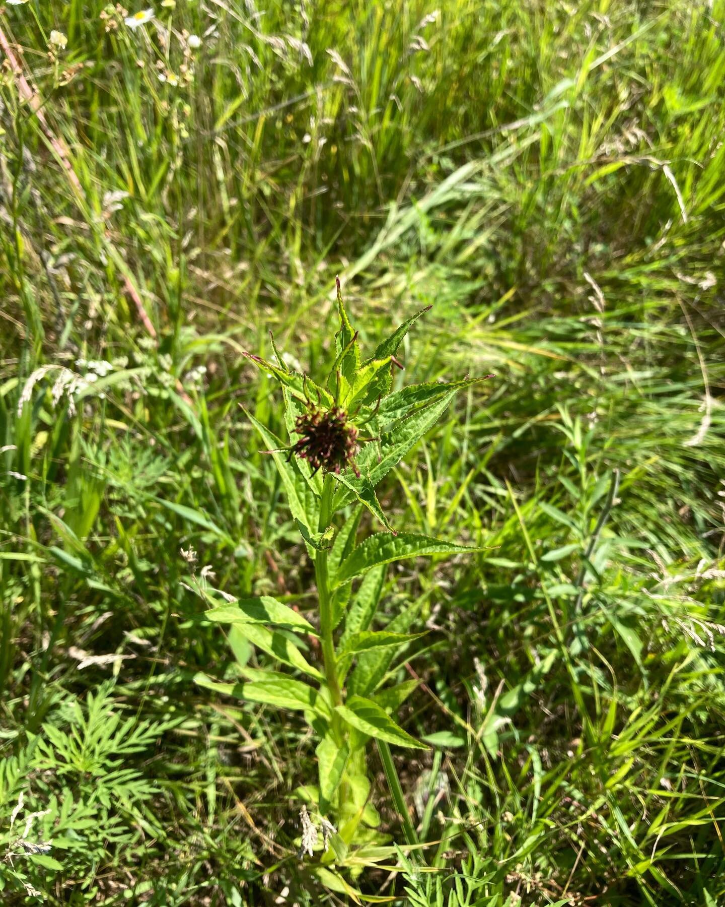 Over the moon that my favorite prarie plants that I muttered last summer are thriving and getting ready to flower.
1) cardinal flower
2) bee balm 
3) rattle snake master
4) blazing star ( one of my all time favs!)
And a native volunteer
5) prairie mi