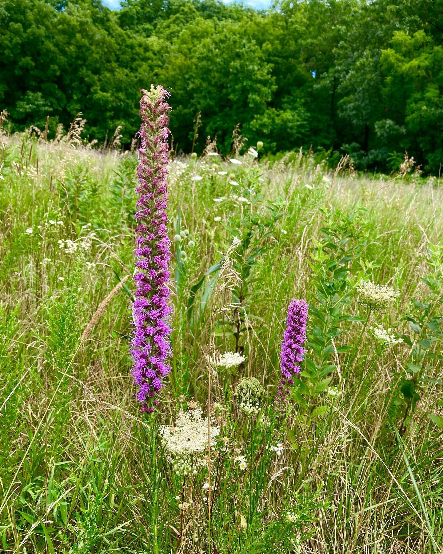 Over the moon at having my very own prarie blazing stars @ harmon farm