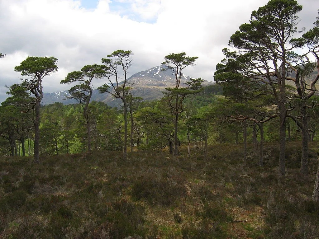 Glen Affric in the Highlands of Scotland