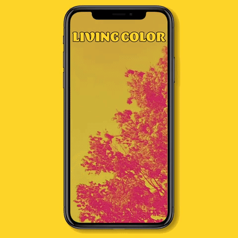 LIVING COLOR.gif