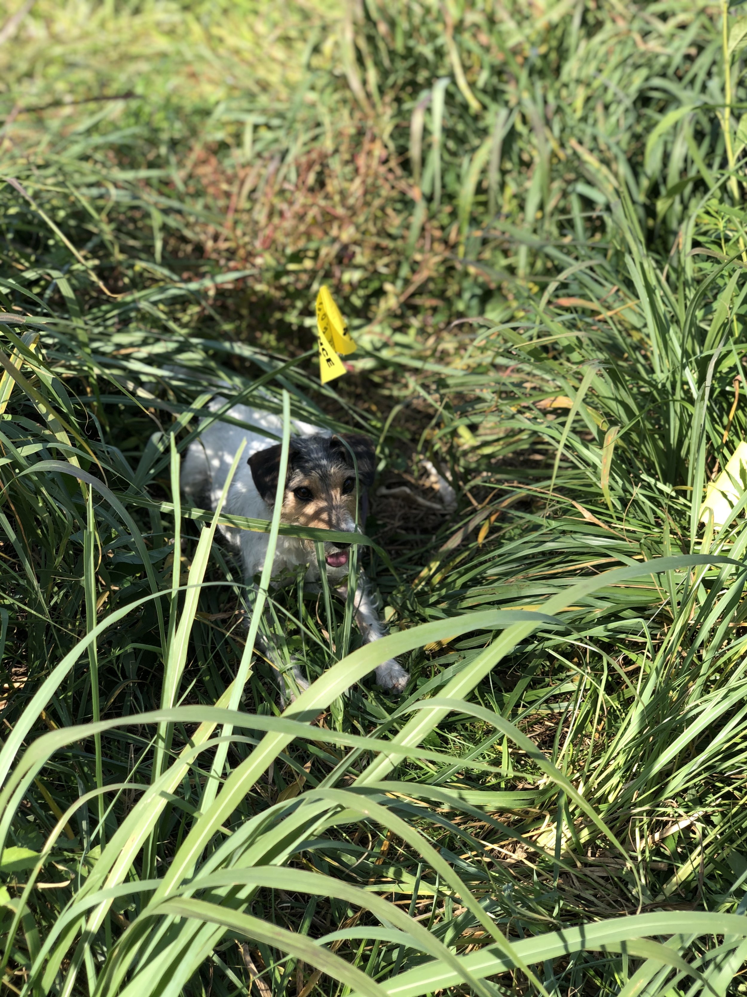K9 Pocket Finds Skeletal Remains of Missing Woman