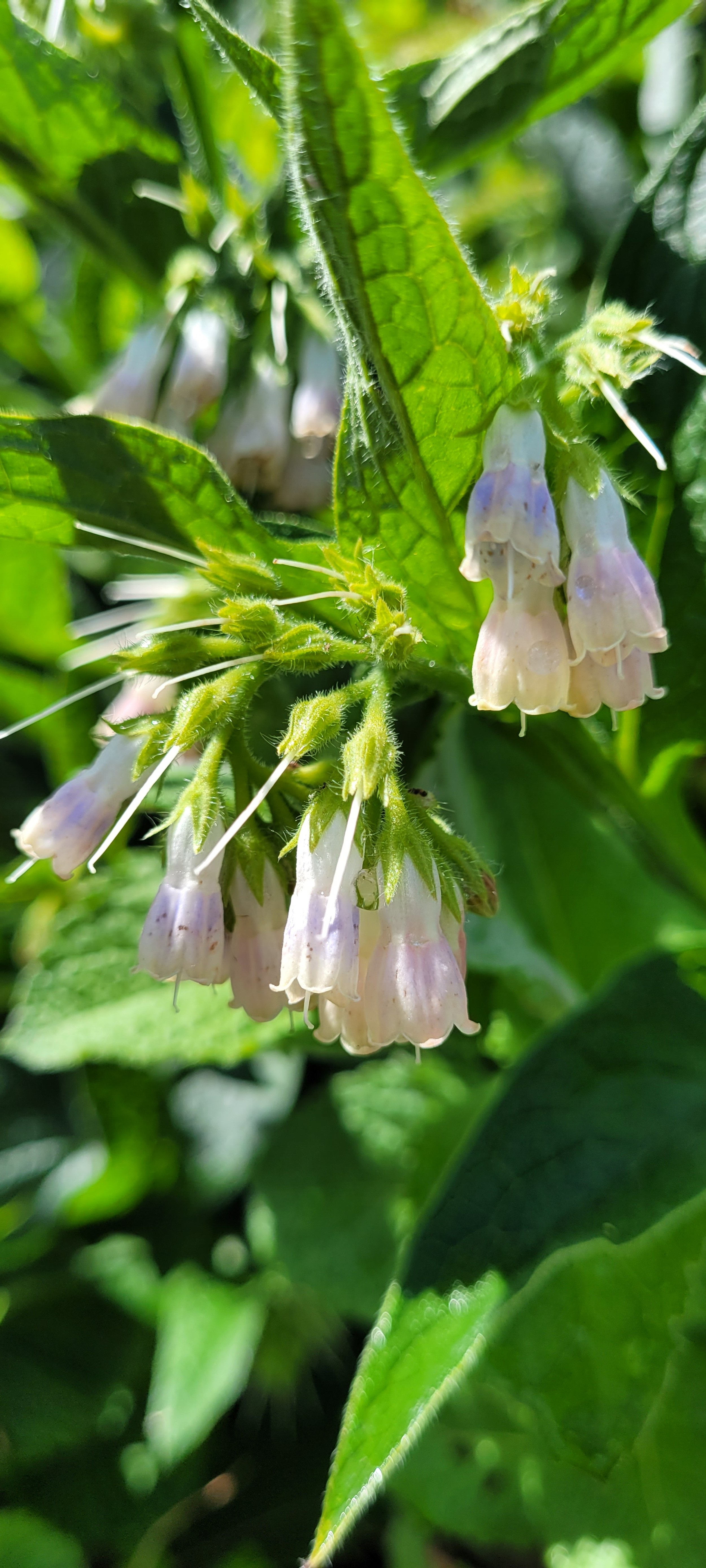 first aid OR infused oil workshop - white-flowered comfrey plant in bloom.jpg