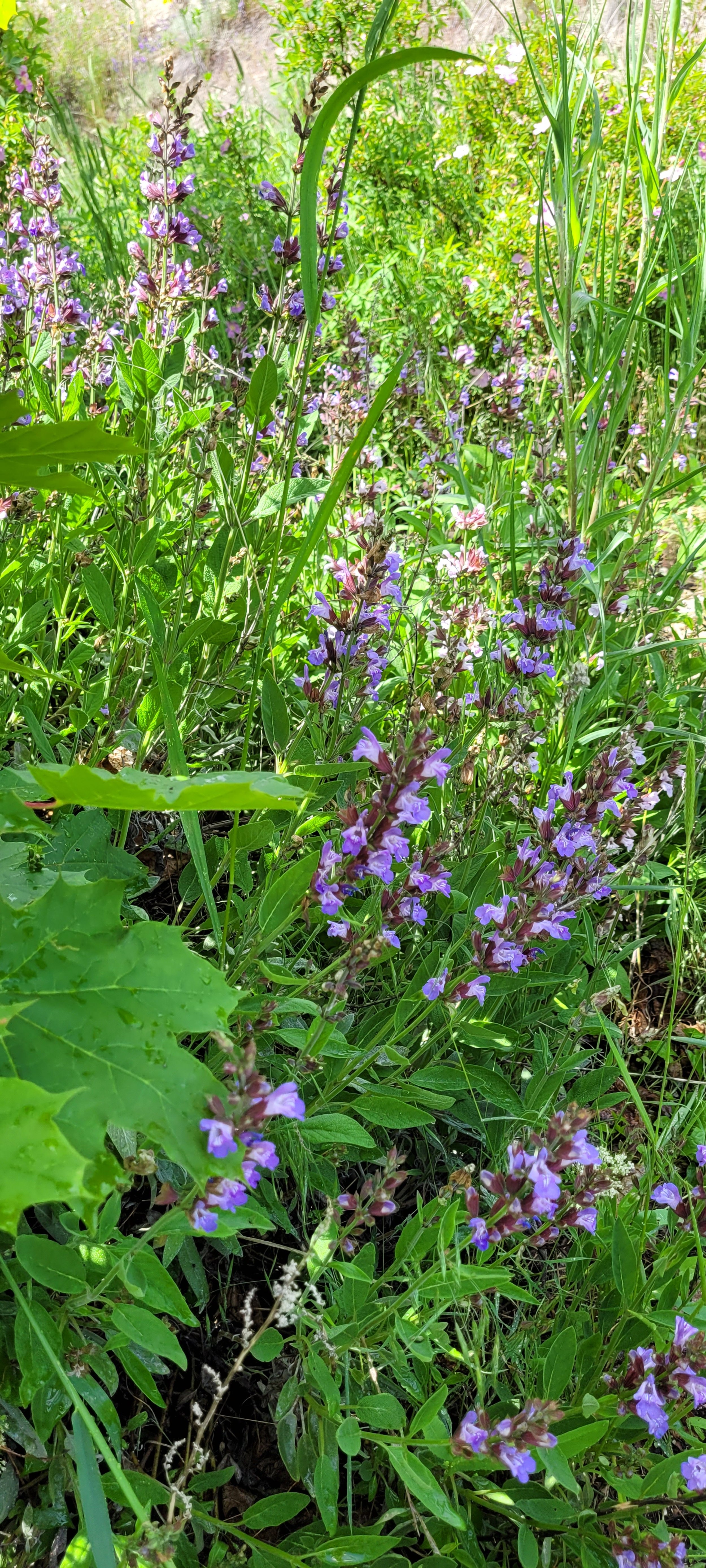 first aid OR tea workshop - garden sage in bloom Salvia officinalis.jpg
