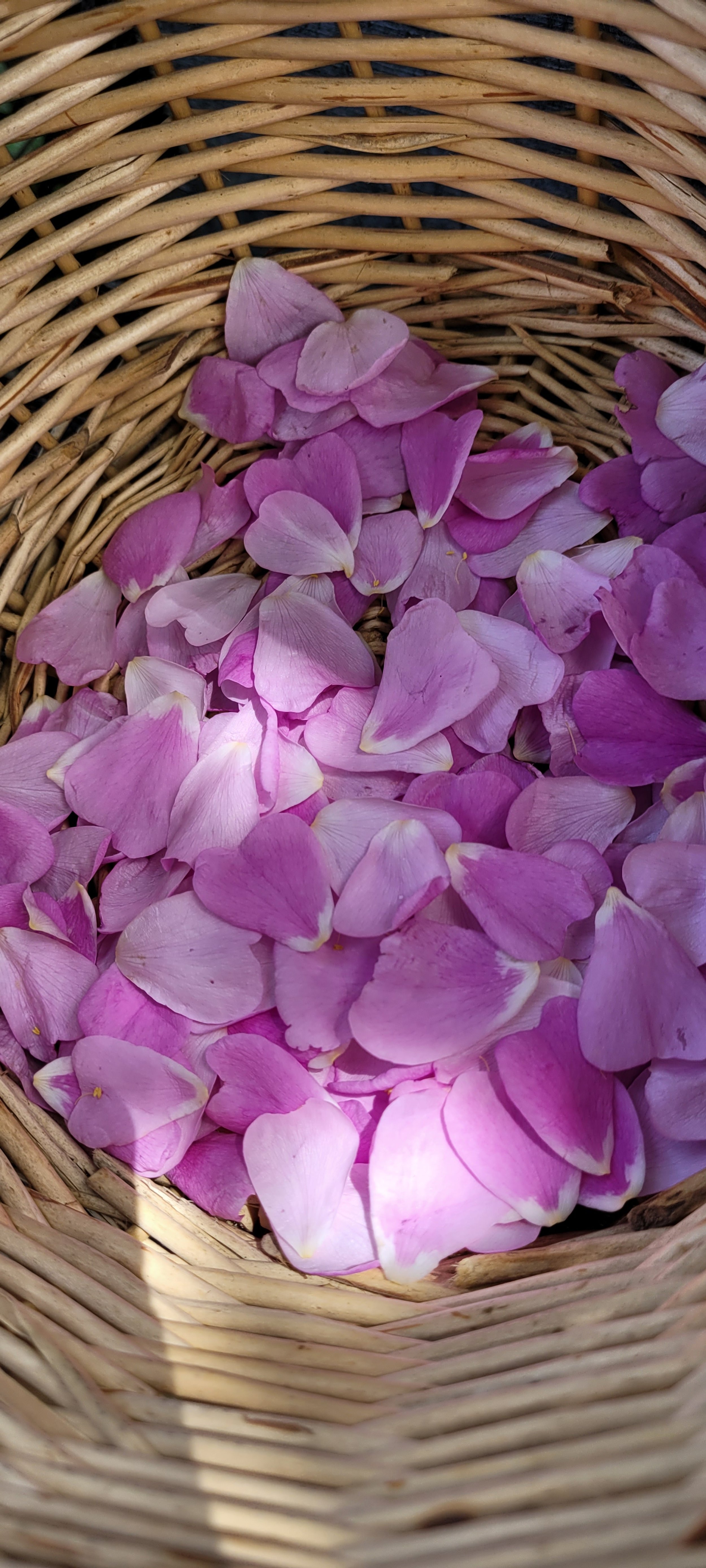 tea workshop - fresh wild rose petals in basket.jpg