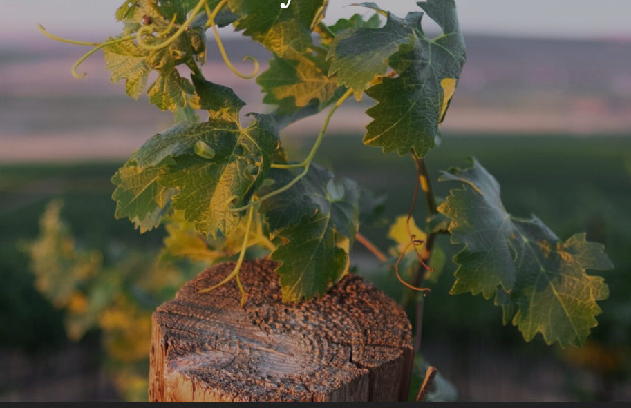 Close-up of grapevine leaves growing on a vine supported by a wooden post in a vineyard.
