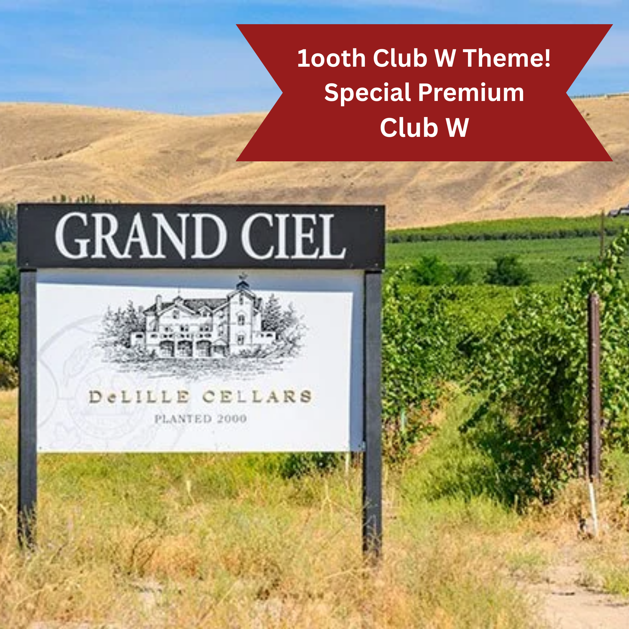 Vineyard with rows of grapevines on a hillside overlooking a lake and distant landscape.