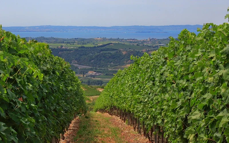 Vineyard with rows of grapevines on a hillside overlooking a lake and distant landscape.