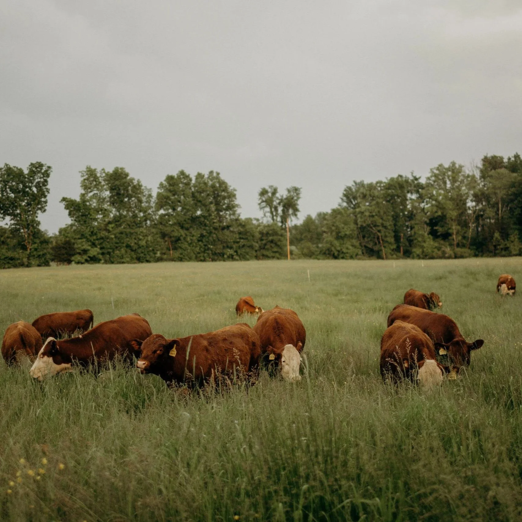 Grassroots Farm Cows Grazing