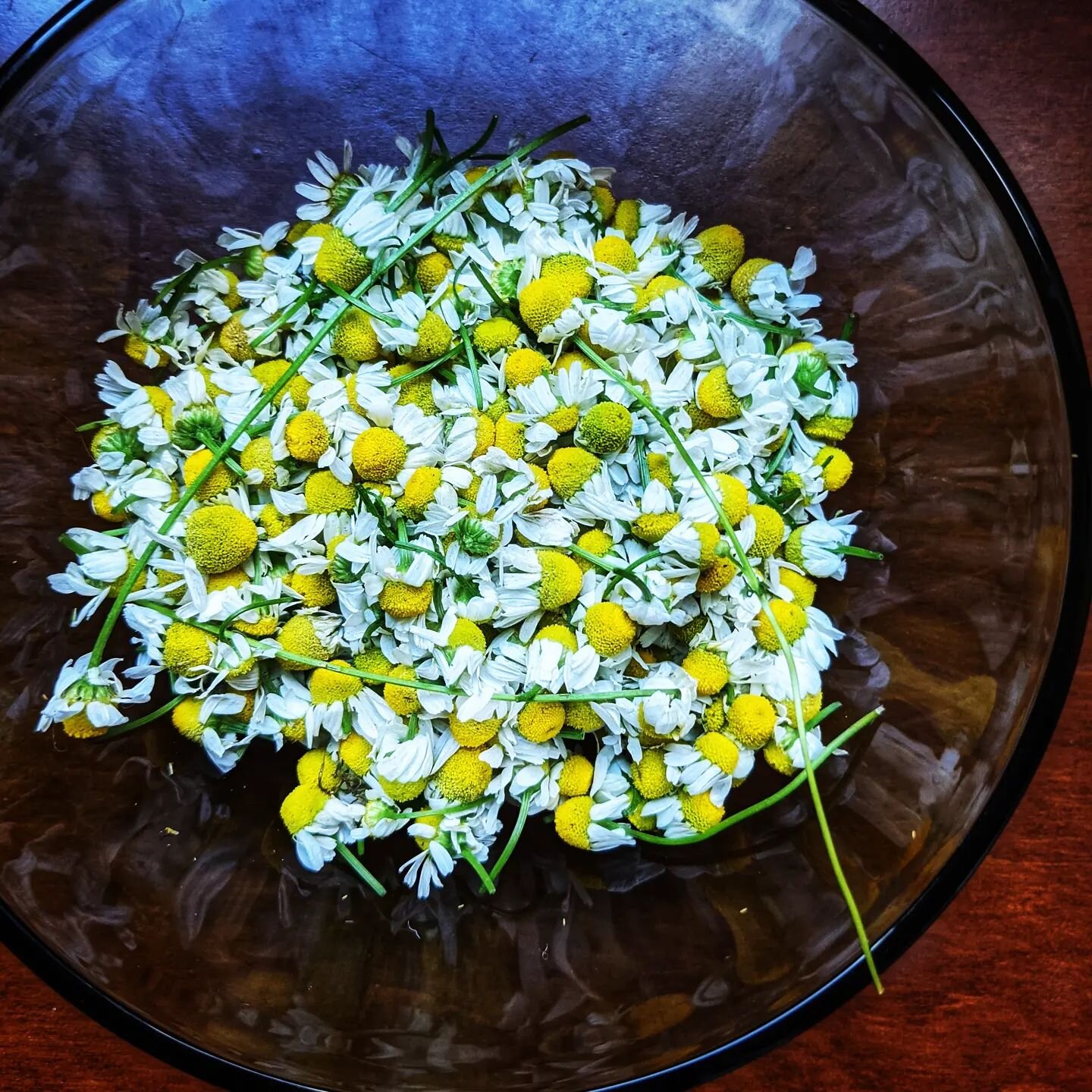 Chamomile is a beautiful tea for postpartum. It is an anti-inflammatory herb, and a nervine. It has been known to ease digestive upset, and calm anxiety. It also has helped PMS, and blood flow during menstruation and postpartum bleeding. There are a 