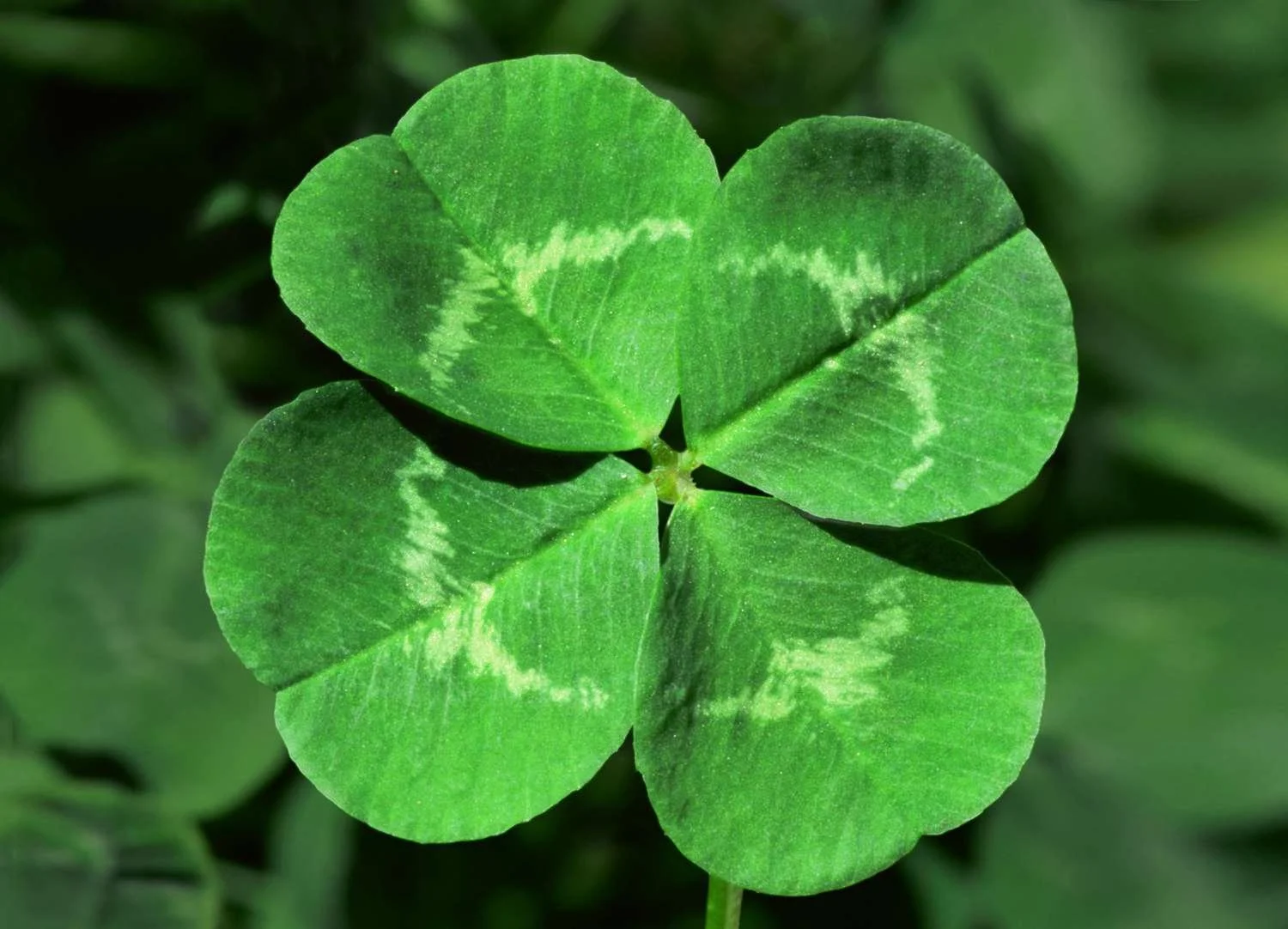 Close-up of a four-leaf clover with green leaves and white markings.